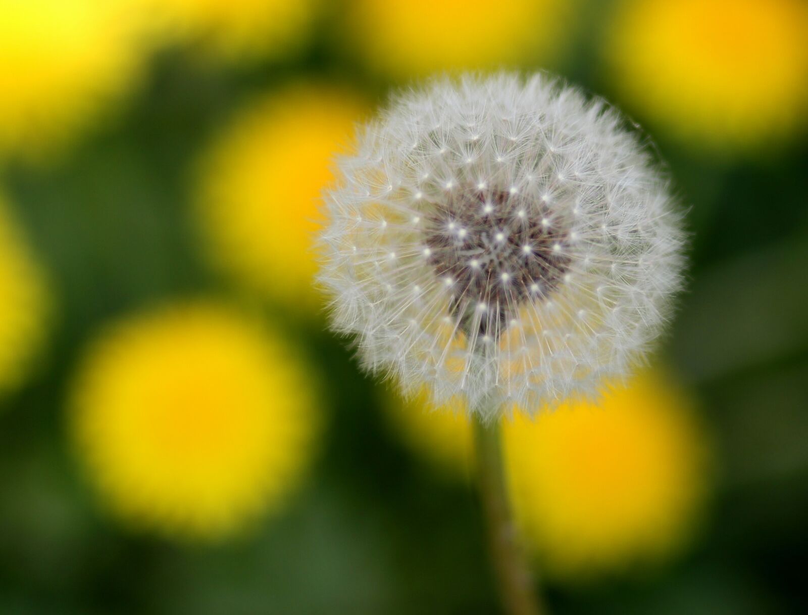 Canon EF 85mm F1.8 USM sample photo. Dandelion, down, yellow photography