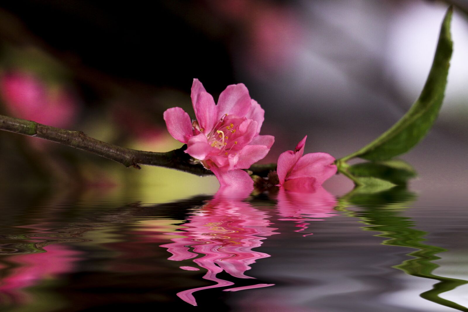 Canon EOS 70D sample photo. Flower, training, the land photography