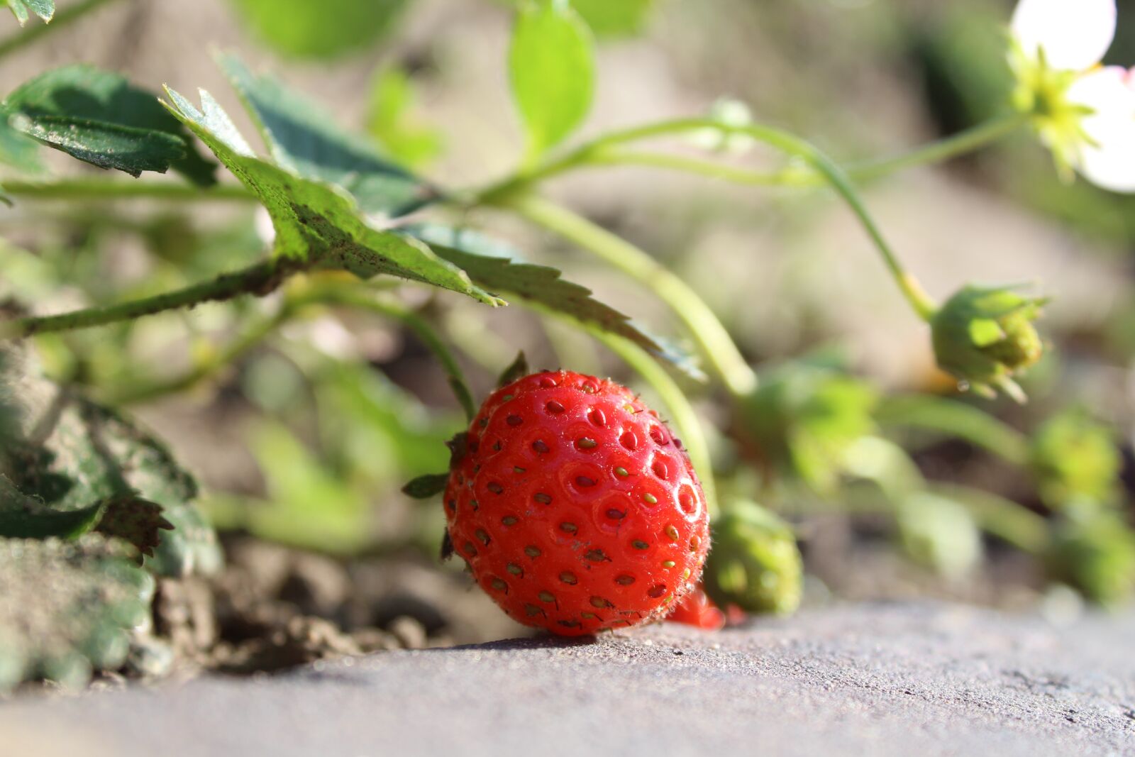 Canon EOS 1200D (EOS Rebel T5 / EOS Kiss X70 / EOS Hi) sample photo. Strawberry, red, fruit photography