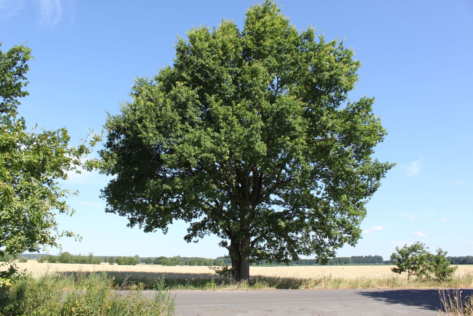 Canon EOS 500D (EOS Rebel T1i / EOS Kiss X3) sample photo. Tree, summer, blue photography
