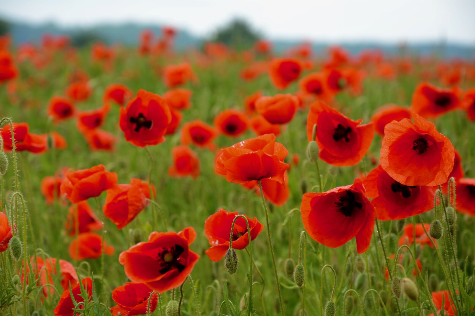 Nikon D5200 sample photo. Flowers, flower meadow, spring photography