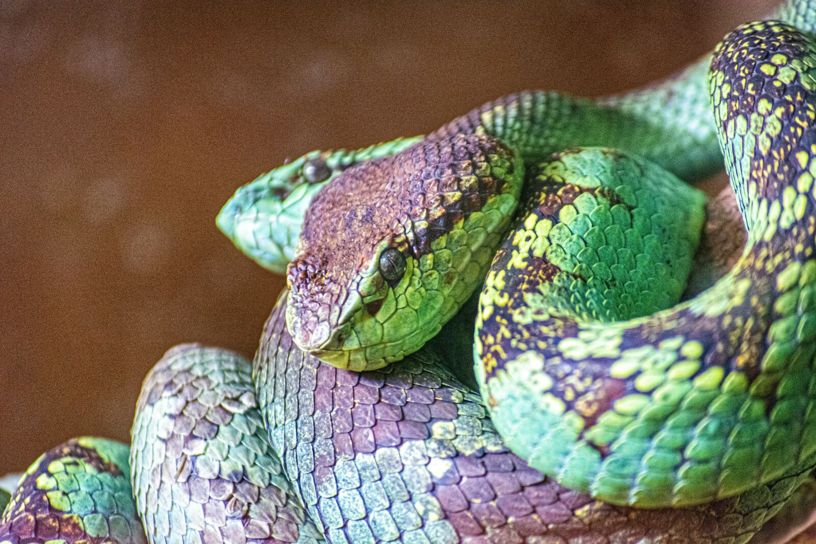 Nikon D5200 sample photo. Snake, green, eyes photography