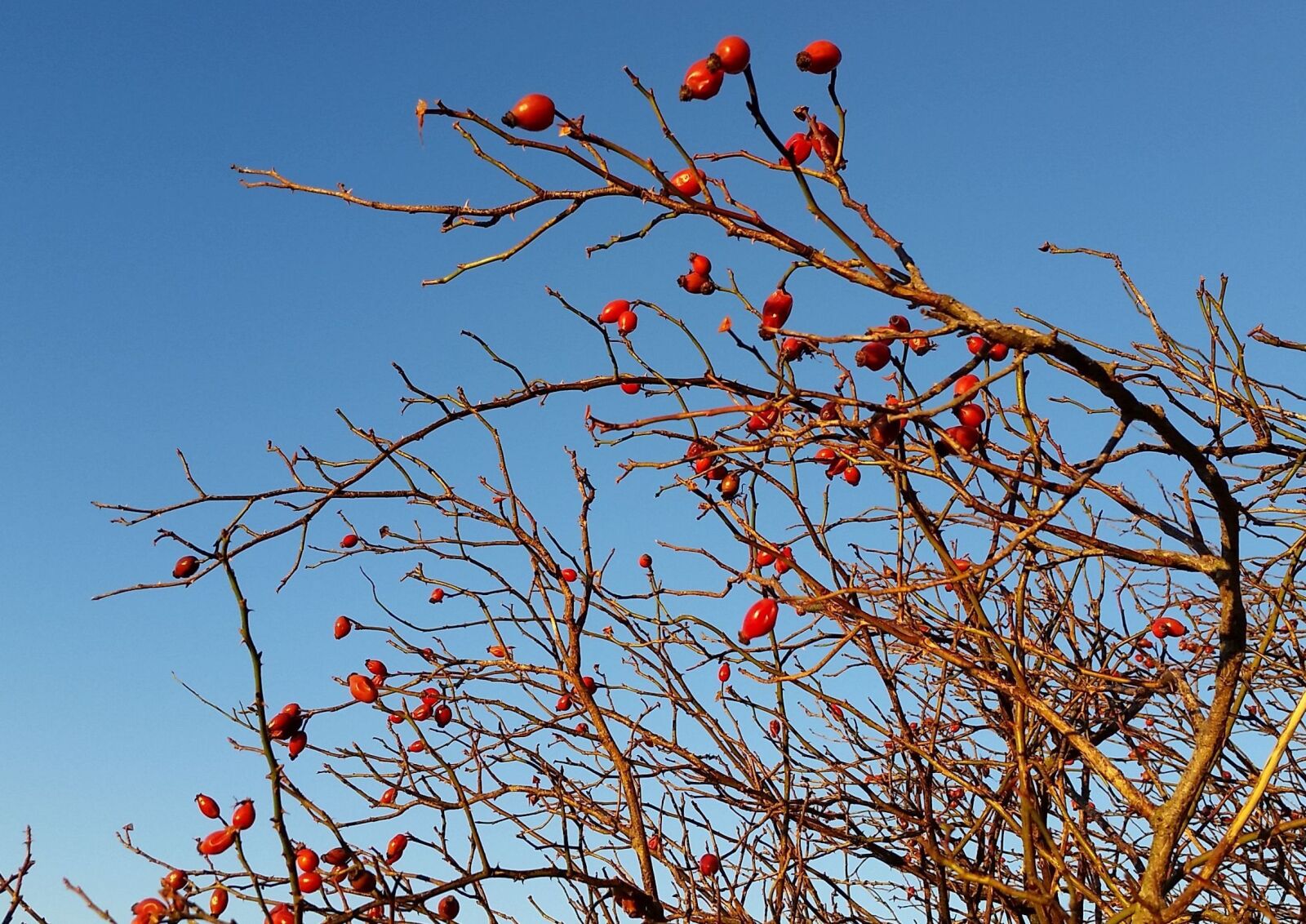 Samsung Galaxy S5 sample photo. Rose hip, sky, winter photography