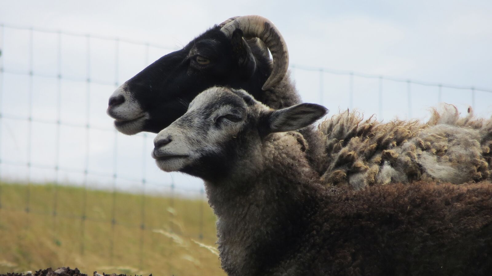 Canon PowerShot SX240 HS sample photo. Goats, mutton, sheep photography