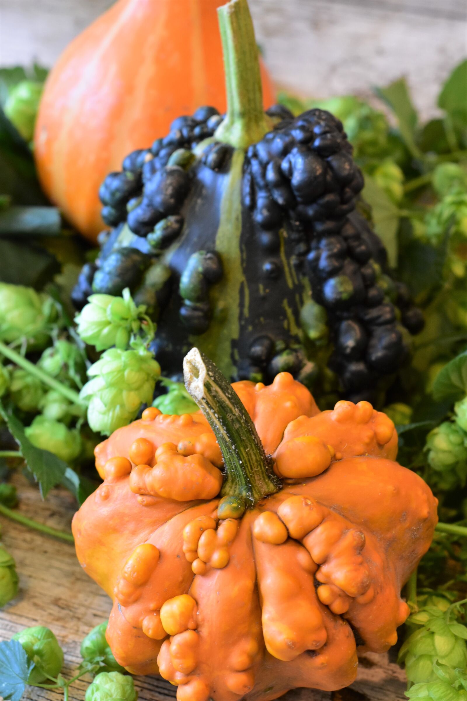 Nikon D7200 sample photo. Pumpkins, ornamental pumpkin, colorful photography