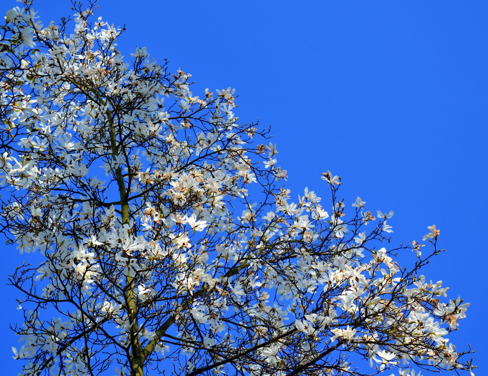 Nikon D3200 sample photo. Magnolia, magnolia tree, spring photography