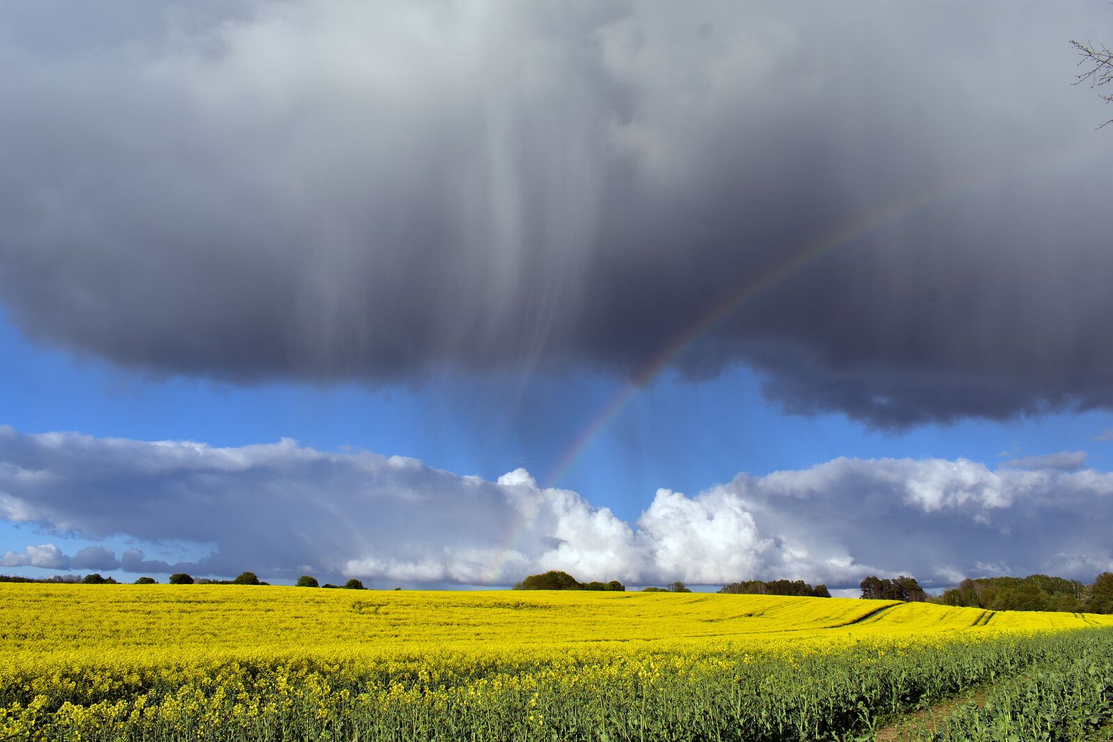 Nikon D3400 sample photo. Rapeseed, field, yellow photography