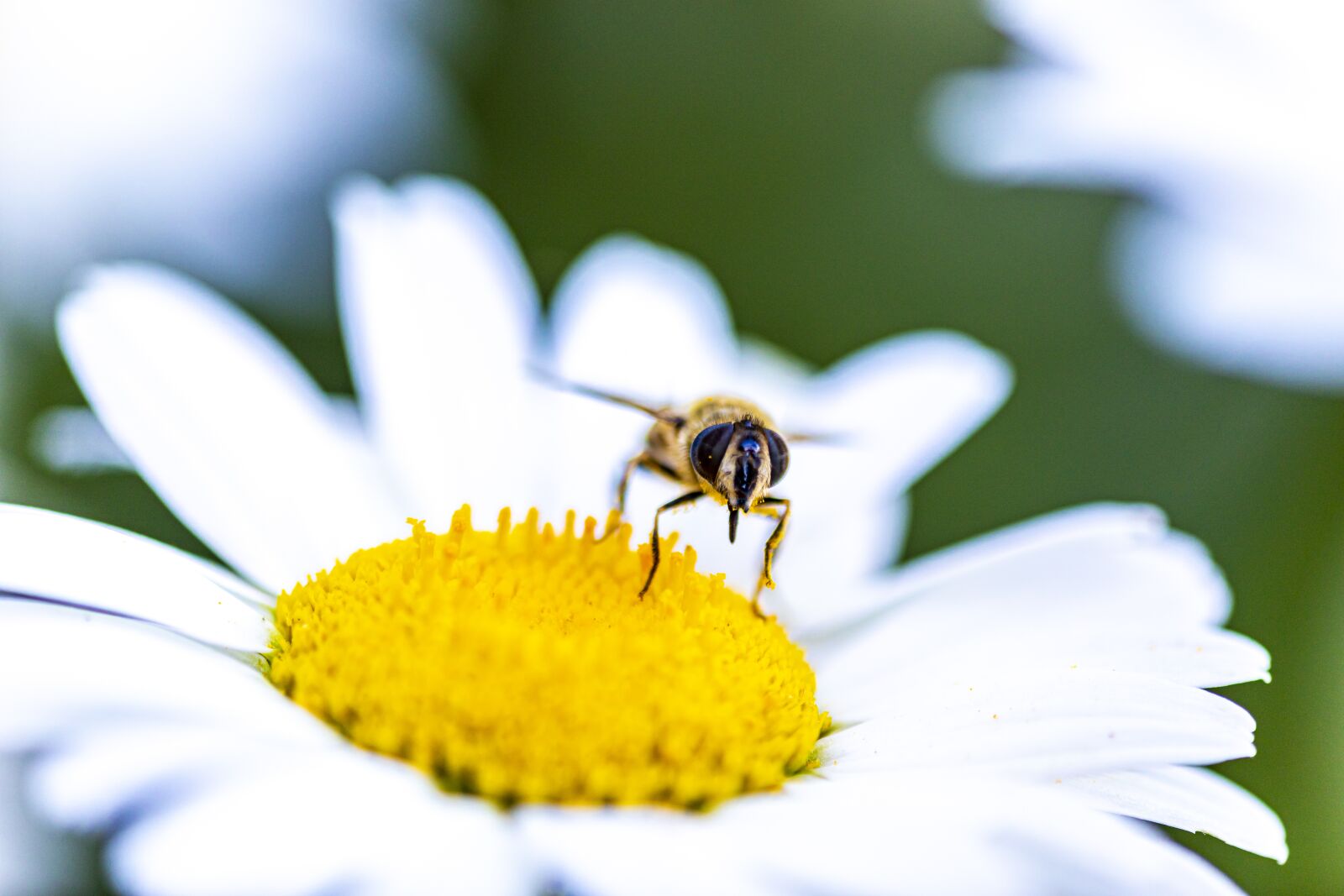 Canon EOS 5D Mark IV sample photo. Garden, flower, bee photography
