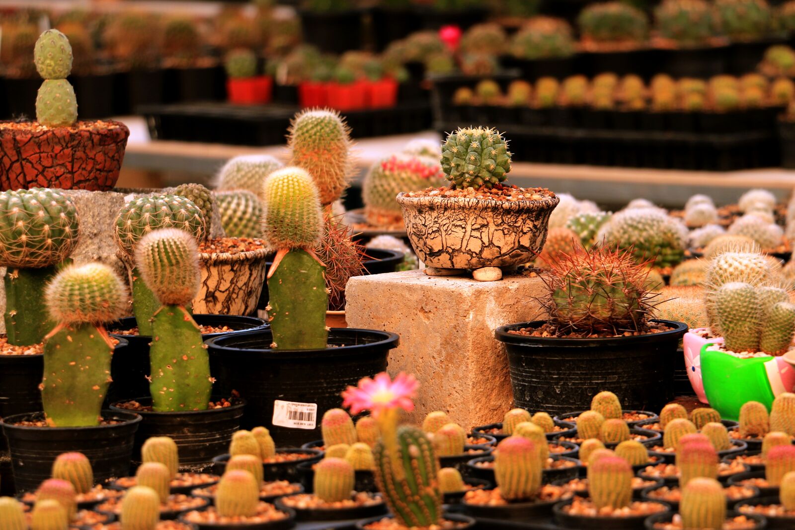 Canon EOS 70D sample photo. Cactus, green, plant photography