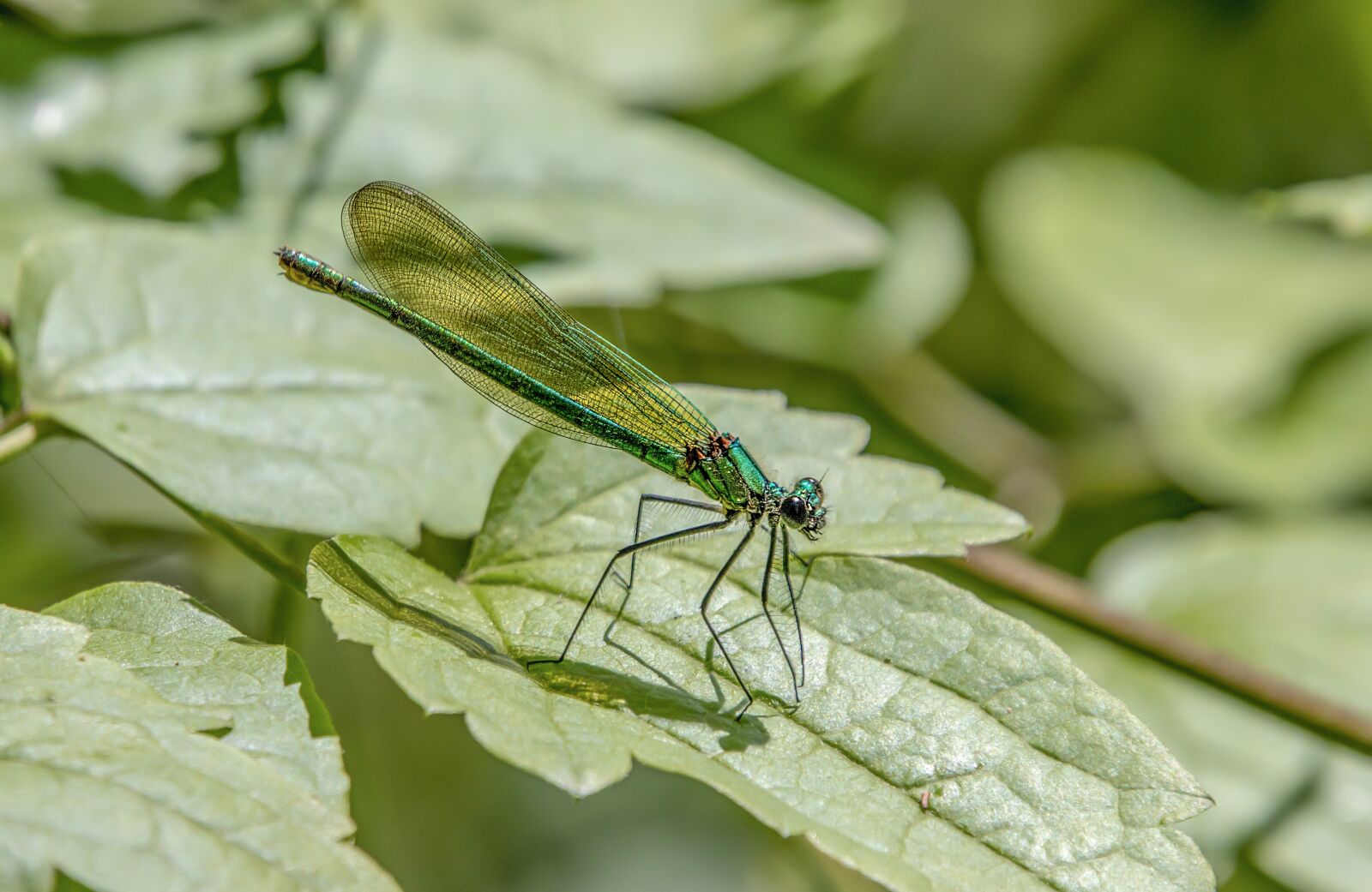 Sigma 100-400mm F5-6.3 DG OS HSM sample photo. Banded demoiselle, female, damselfly photography