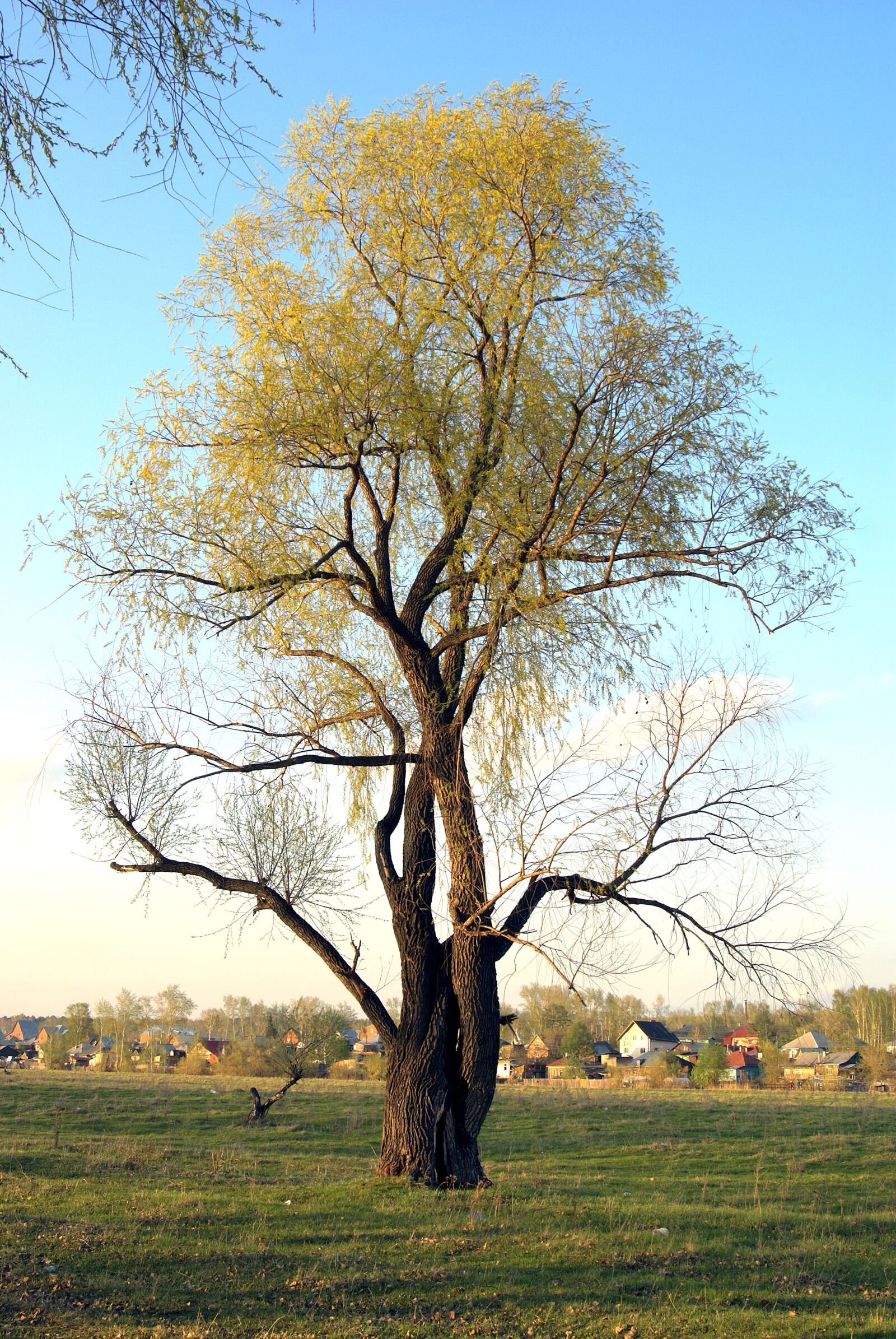 Sony Alpha DSLR-A100 sample photo. Tree, one, blooms photography