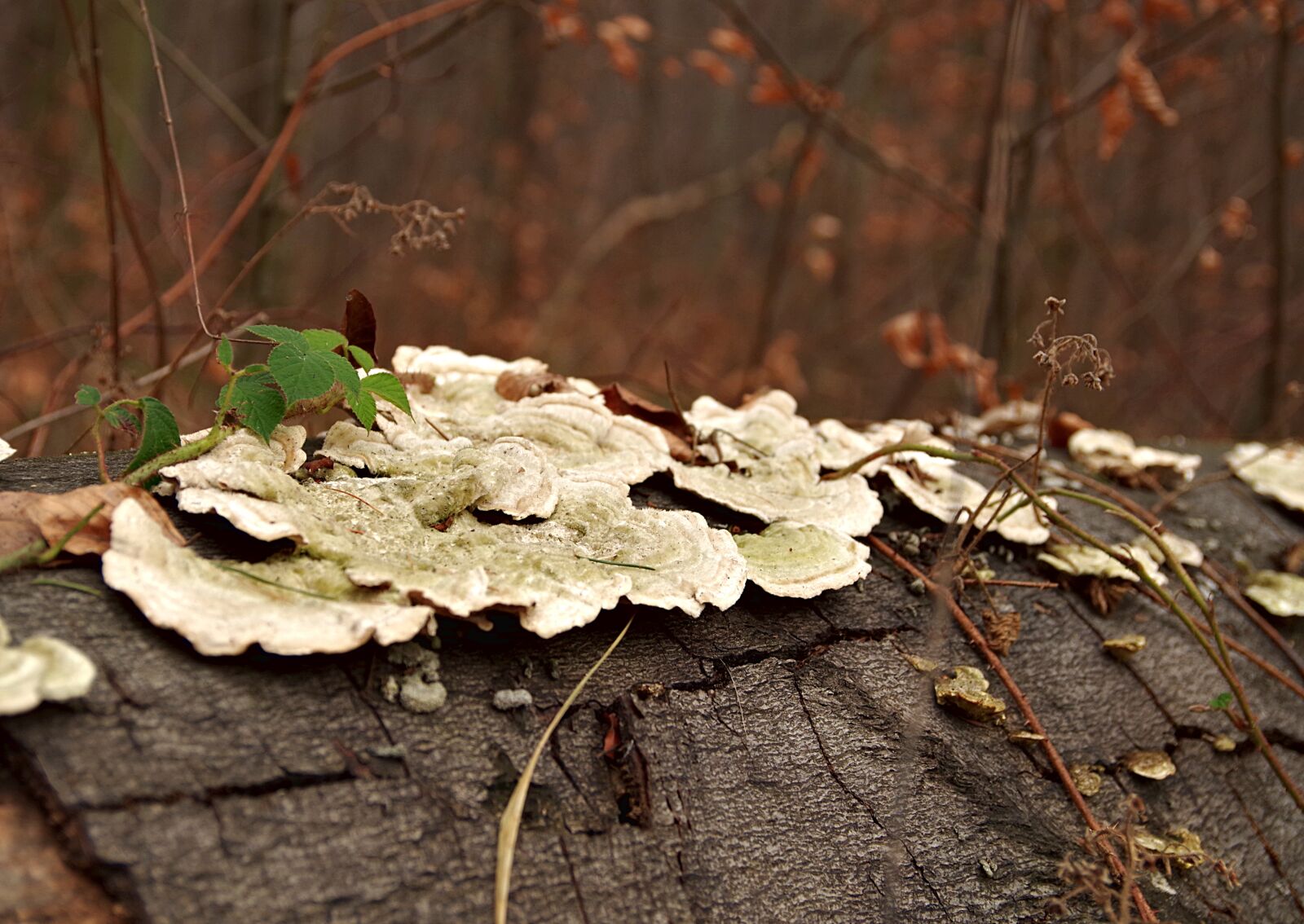 Pentax K-S2 sample photo. Hub, mushroom, trunk photography