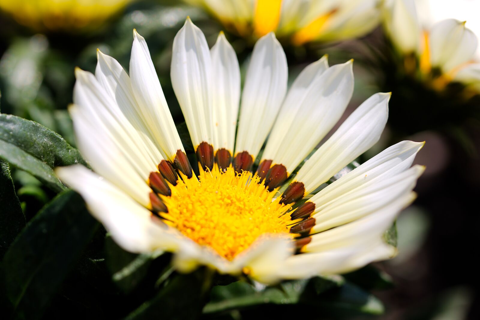 Canon EOS 6D sample photo. Nature, flower, plant photography