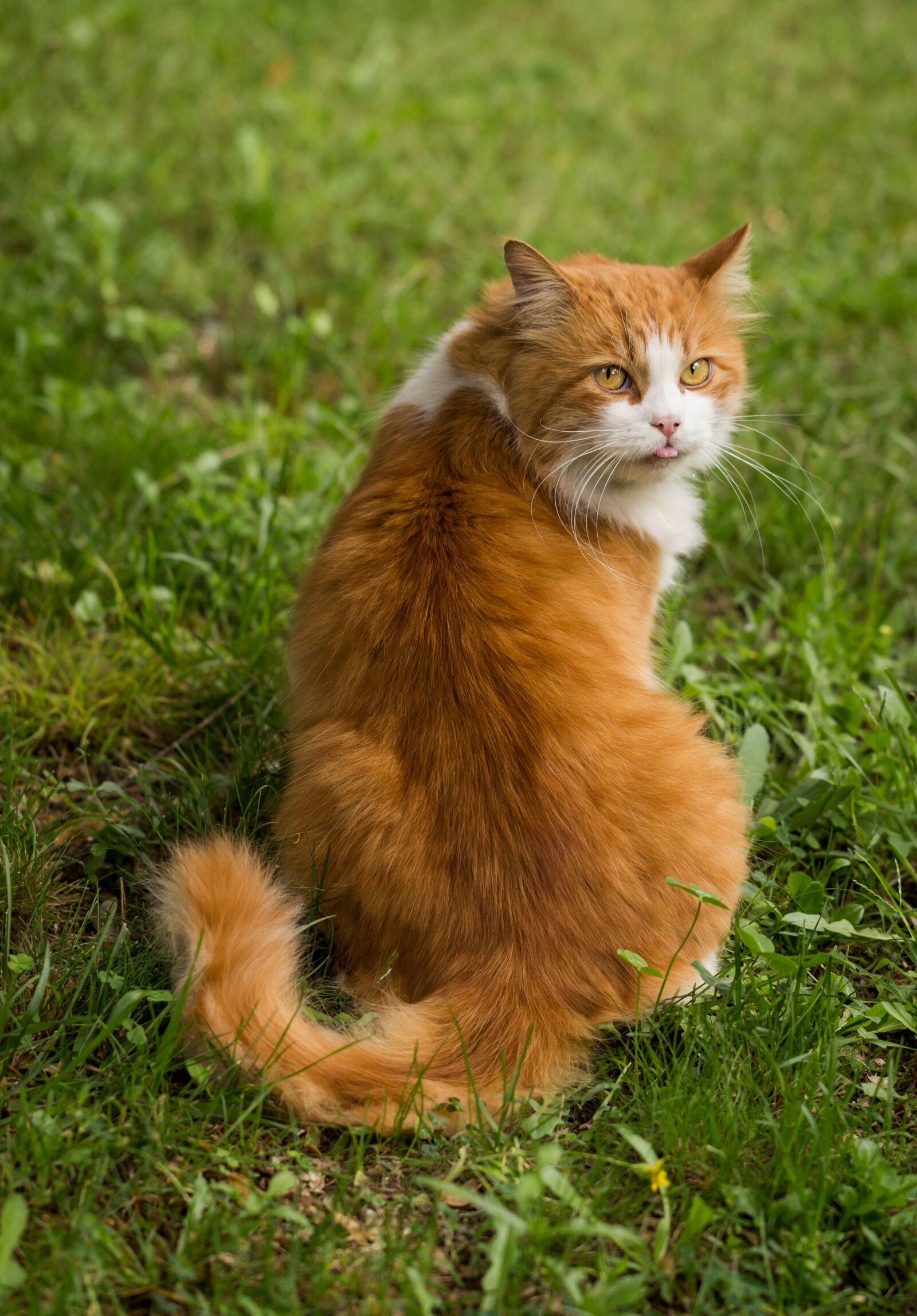 Canon EF 100mm F2.8L Macro IS USM sample photo. Animal, cat, nature photography