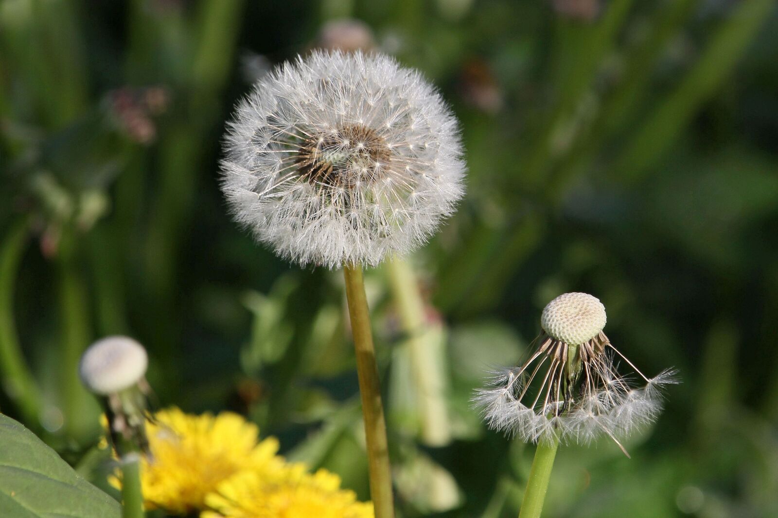 Canon EOS 60D + Canon EF-S 55-250mm F4-5.6 IS STM sample photo. Dandelion, seeds, close up photography