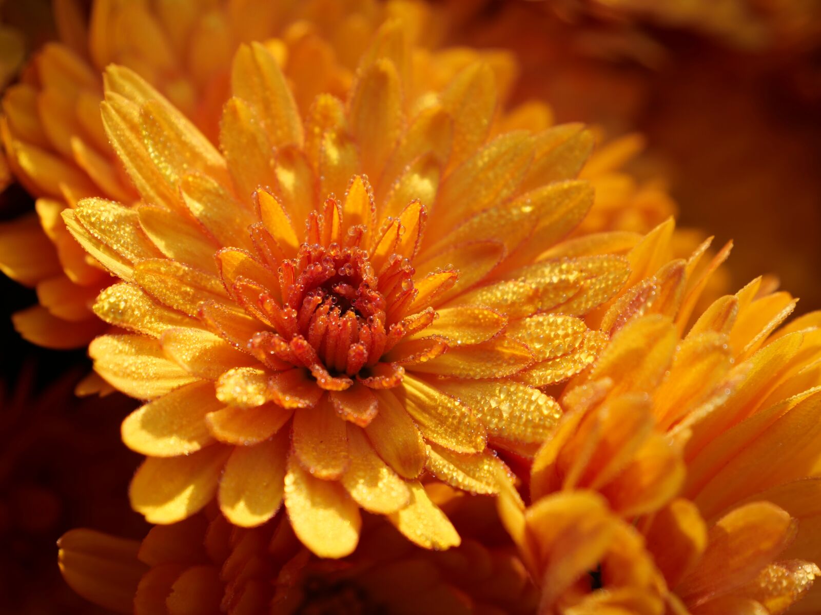 Panasonic Lumix DC-G9 sample photo. Chrysanthemum, blossom, bloom photography