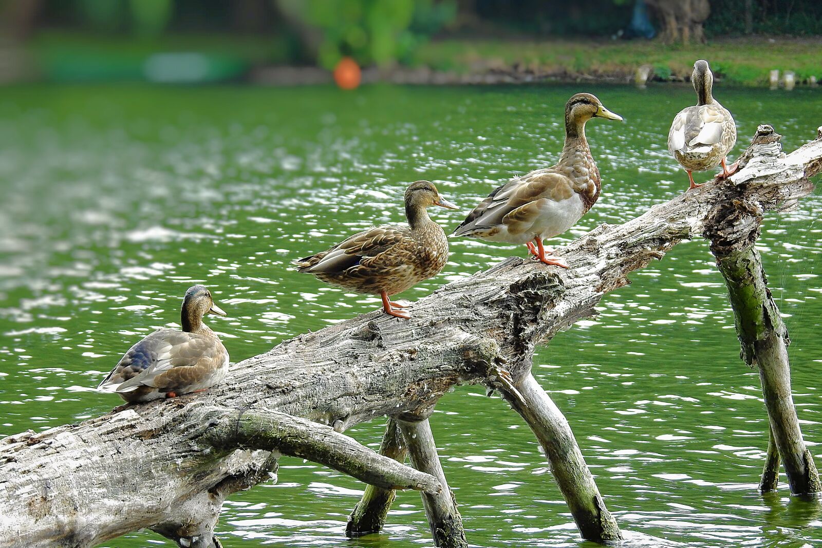 Nikon Coolpix P900 sample photo. Ducks, tree, birds photography