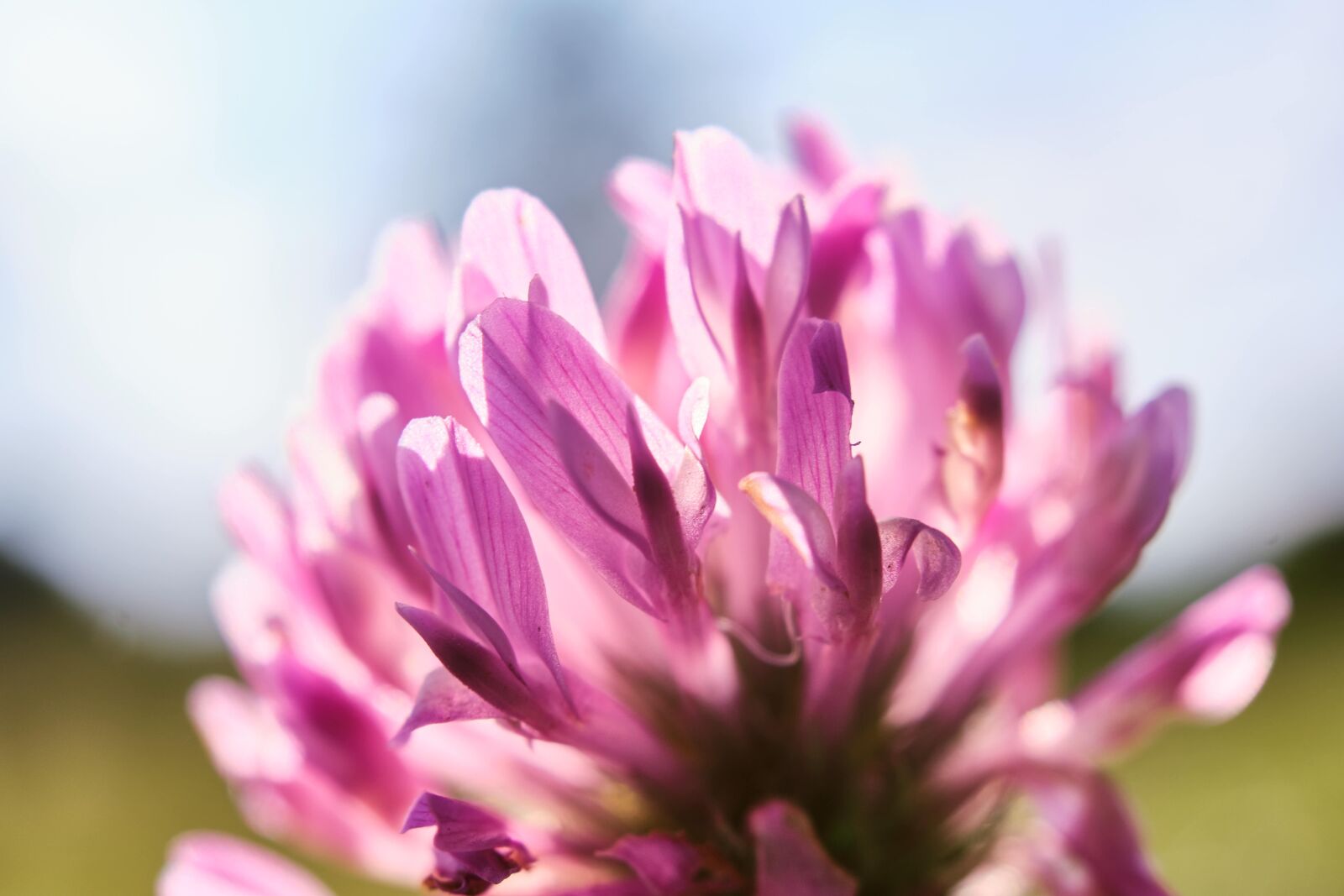 Fujifilm XF 18-55mm F2.8-4 R LM OIS sample photo. Klee, blossom, bloom photography