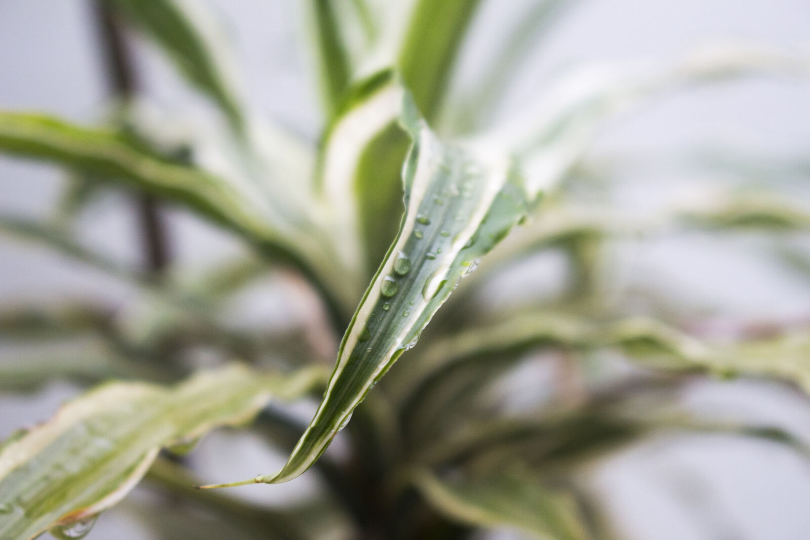Canon EOS 700D (EOS Rebel T5i / EOS Kiss X7i) sample photo. After, the, rain, decorative photography