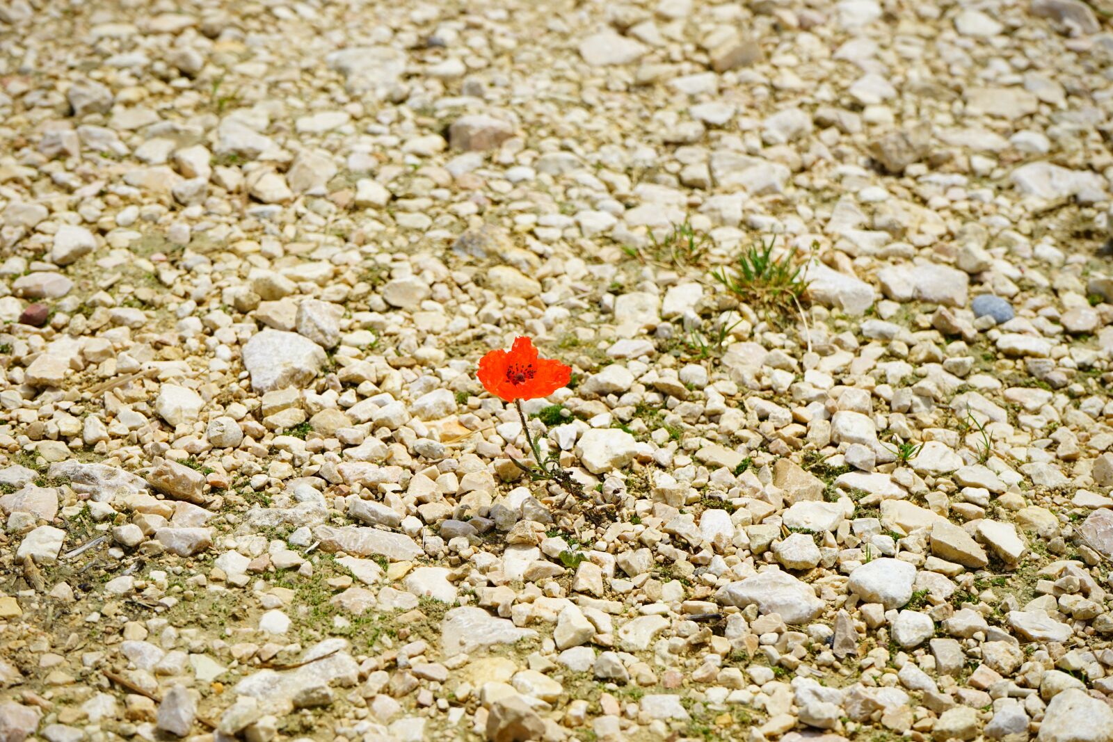 Sony a7 sample photo. Poppy, flower, blossom photography