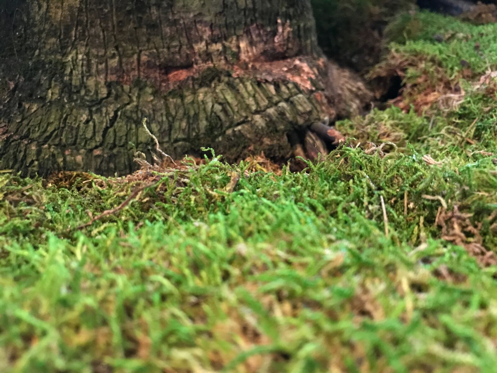 Apple iPhone 7 sample photo