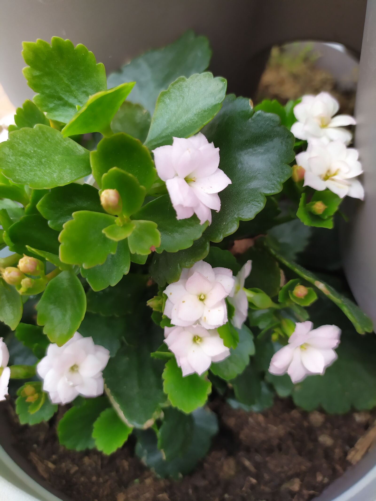 Xiaomi Redmi Note 7 sample photo. Plant, succulent, flowers photography
