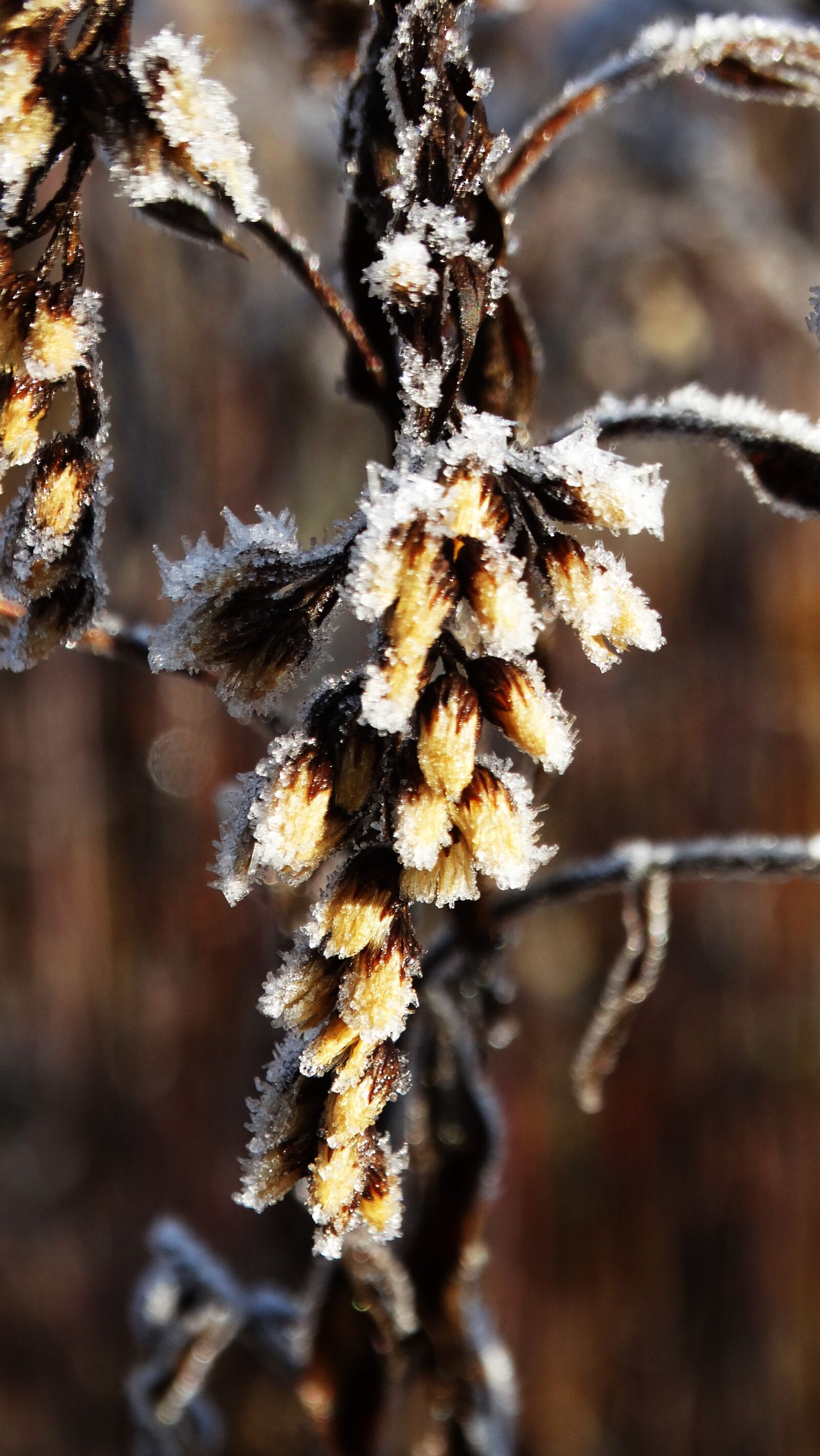 Sony Cyber-shot DSC-HX300 sample photo. Golden rod, hoarfrost, flower photography