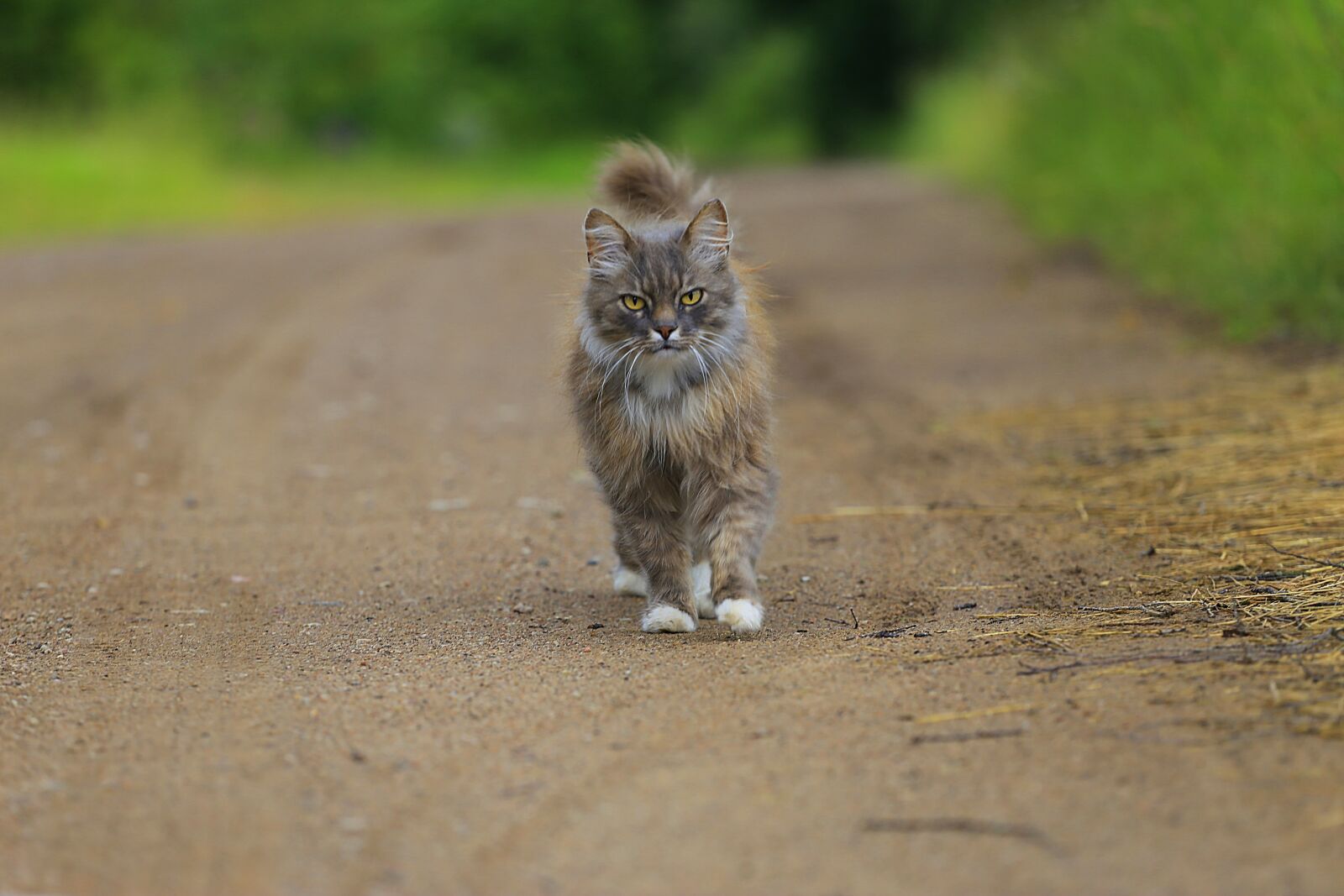 Canon EOS 6D + Canon EF 70-200mm F4L USM sample photo. Cat, handsome man, animal photography