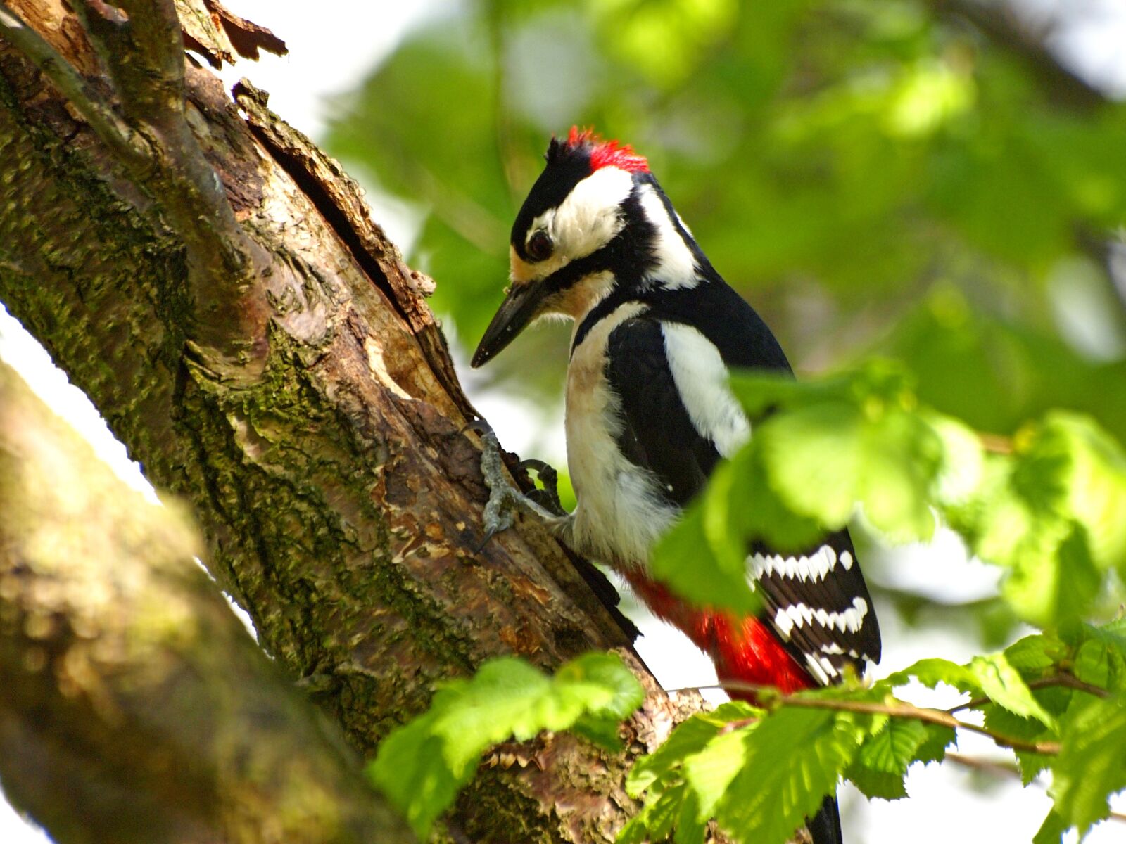 Olympus E-5 sample photo. Great spotted woodpecker, bird photography