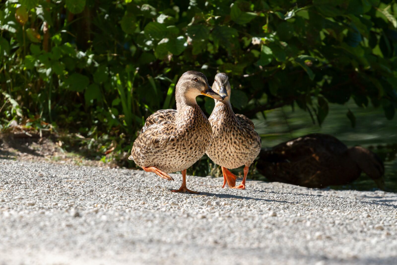 Canon EOS 7D sample photo. Nature, ducks, mallards photography