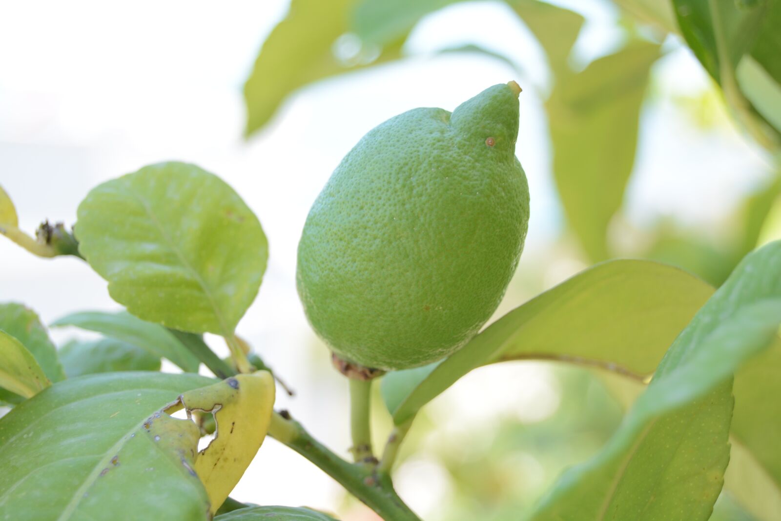 Nikon D5200 sample photo. Lemon, green, fruit photography