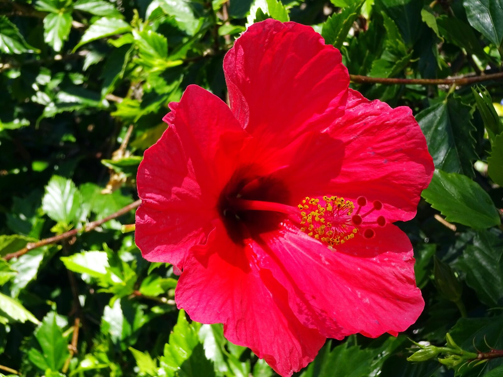 Sony Cyber-shot DSC-WX220 sample photo. Flower, red, hibiscus photography