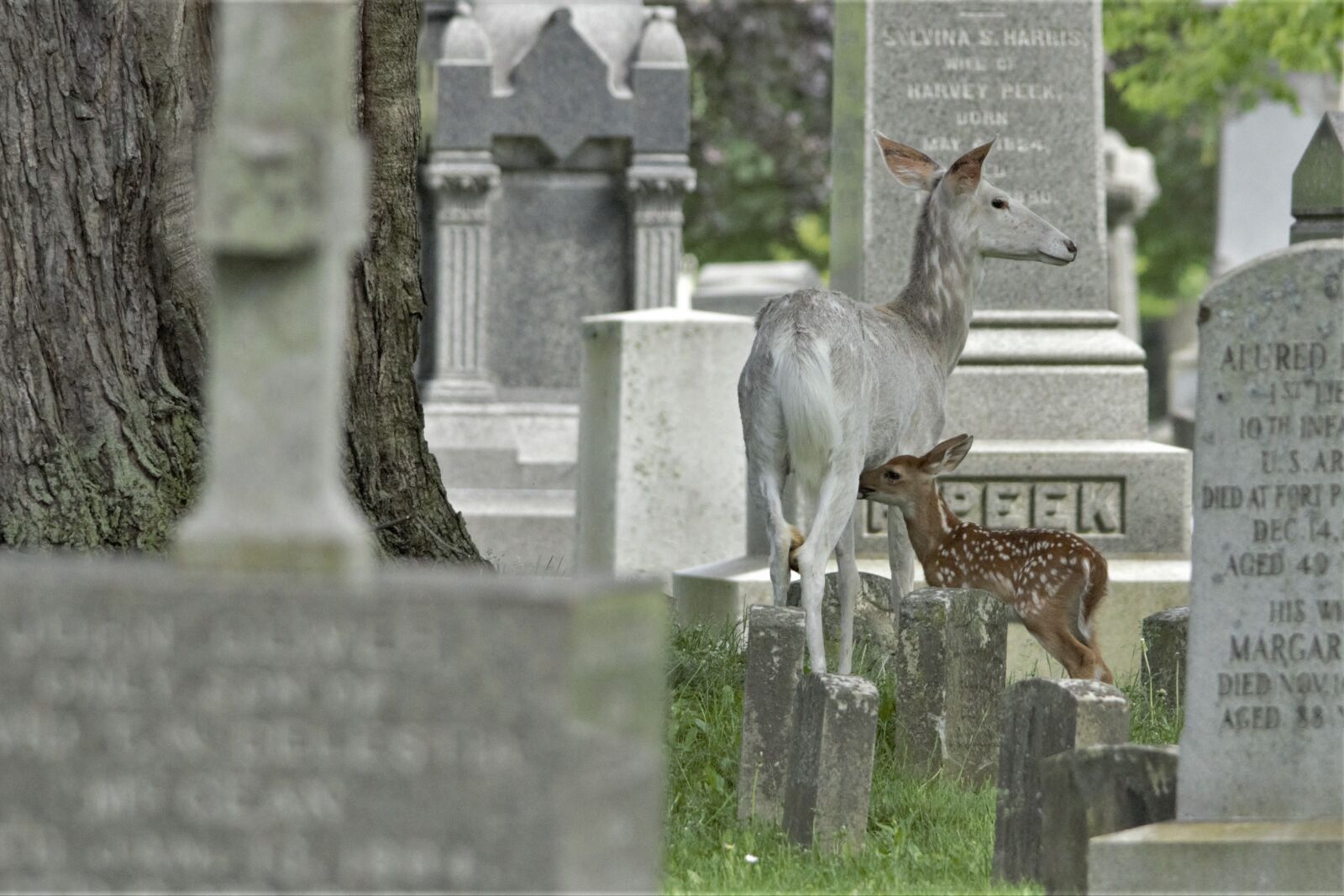 Canon EOS 60D sample photo. Mom deer, fawn, cute photography