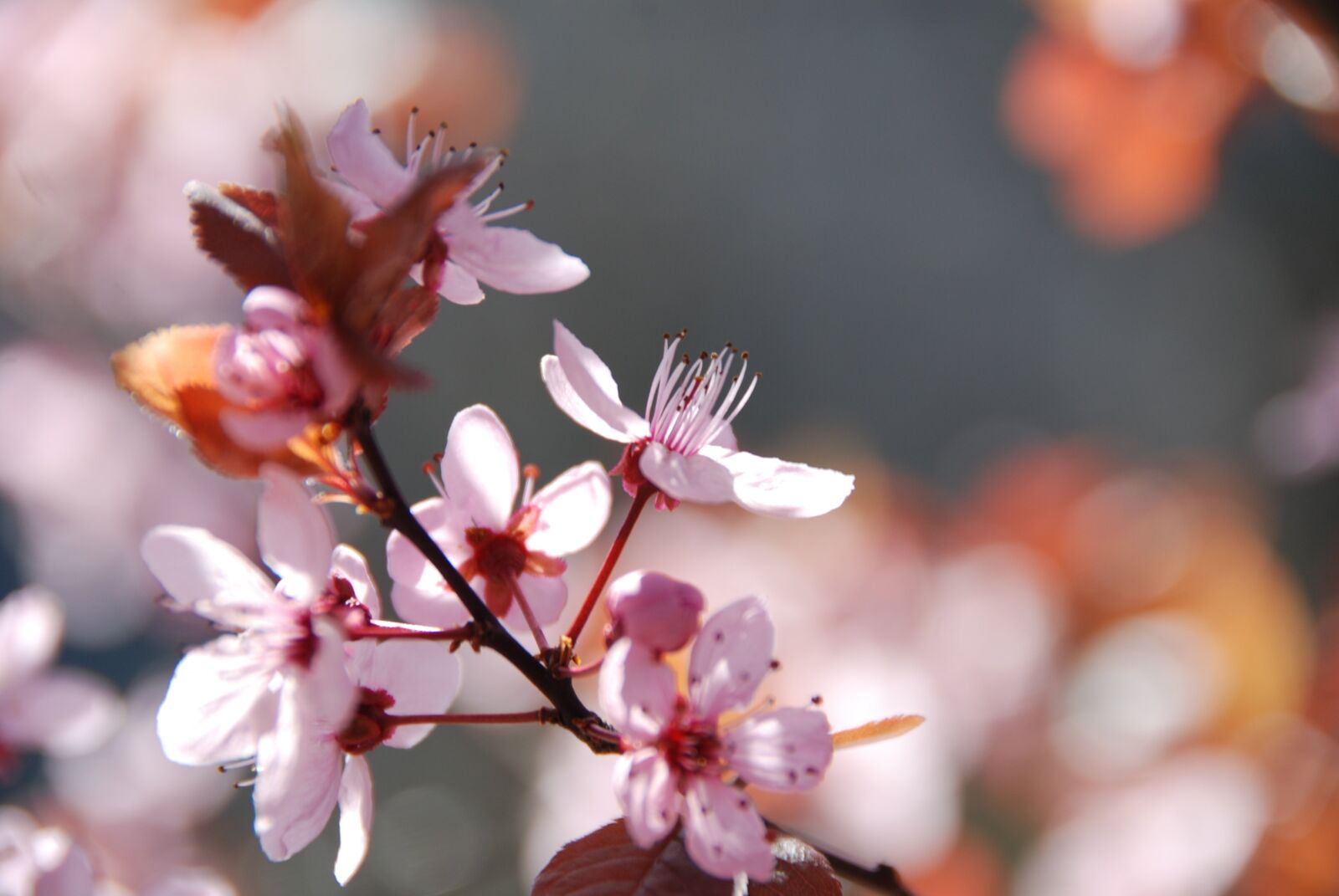 Nikon D80 sample photo. Cherry blossoms, pink, flowers photography