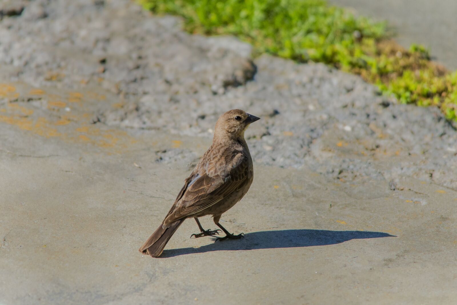 Nikon D800 sample photo. Birds, grey, brown photography