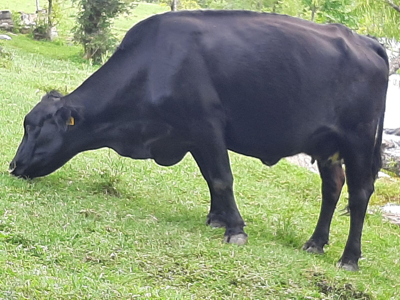 Samsung Galaxy A50 sample photo. Grazing, the, cow photography