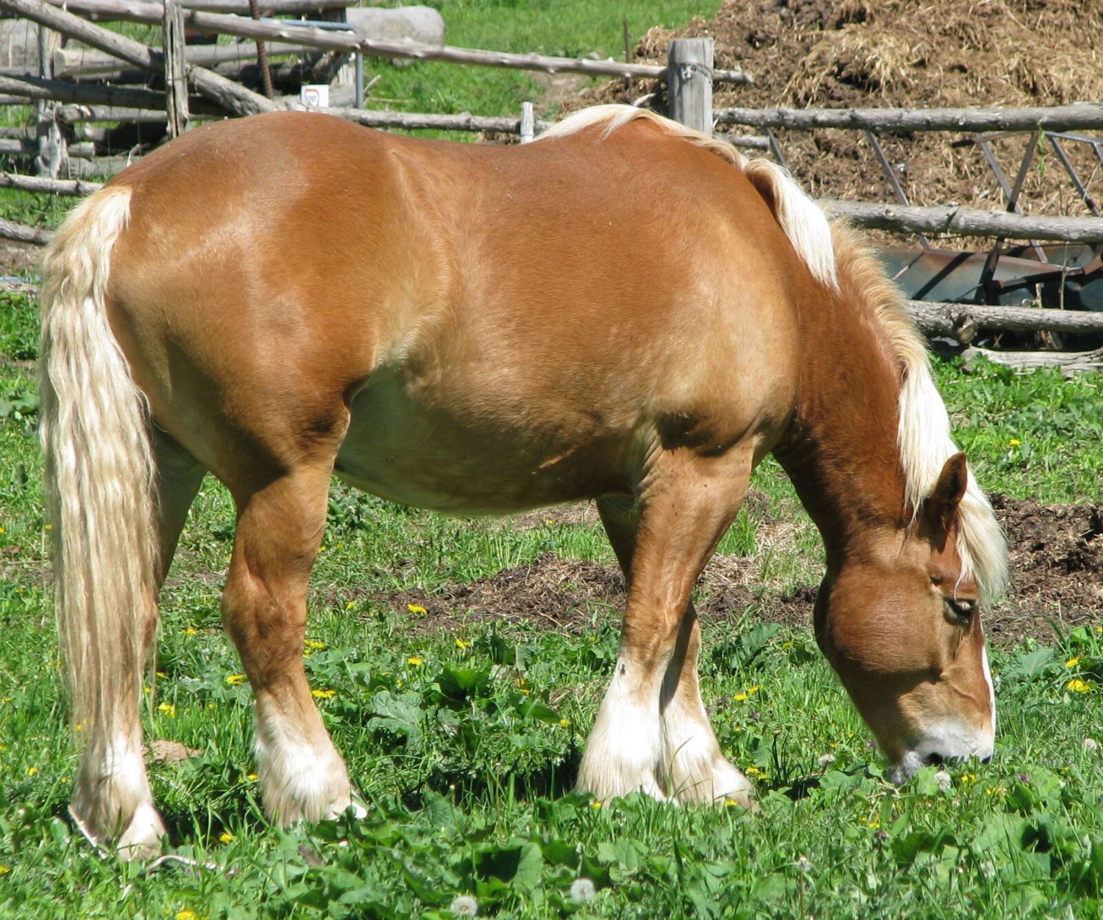 Canon POWERSHOT S5 IS sample photo. Domestic horse, equus ferus photography