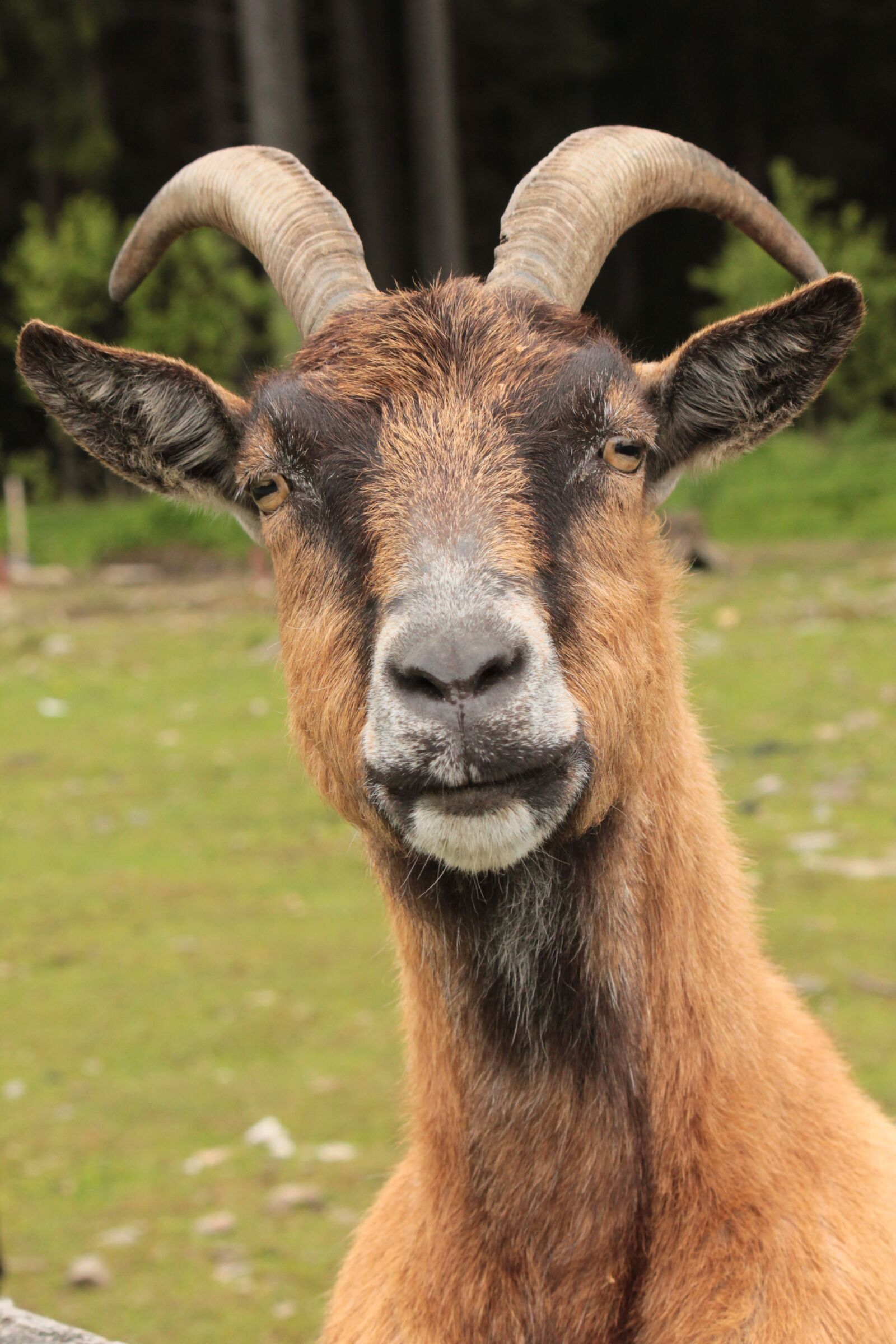 Canon EOS 550D (EOS Rebel T2i / EOS Kiss X4) sample photo. Animal, corners, goat photography