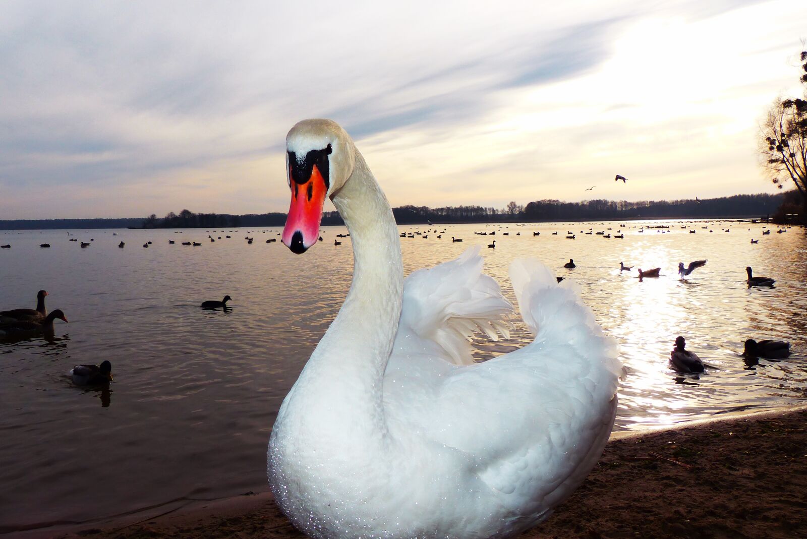 Panasonic Lumix DMC-FZ200 sample photo. Mute swan, tom, sunset photography
