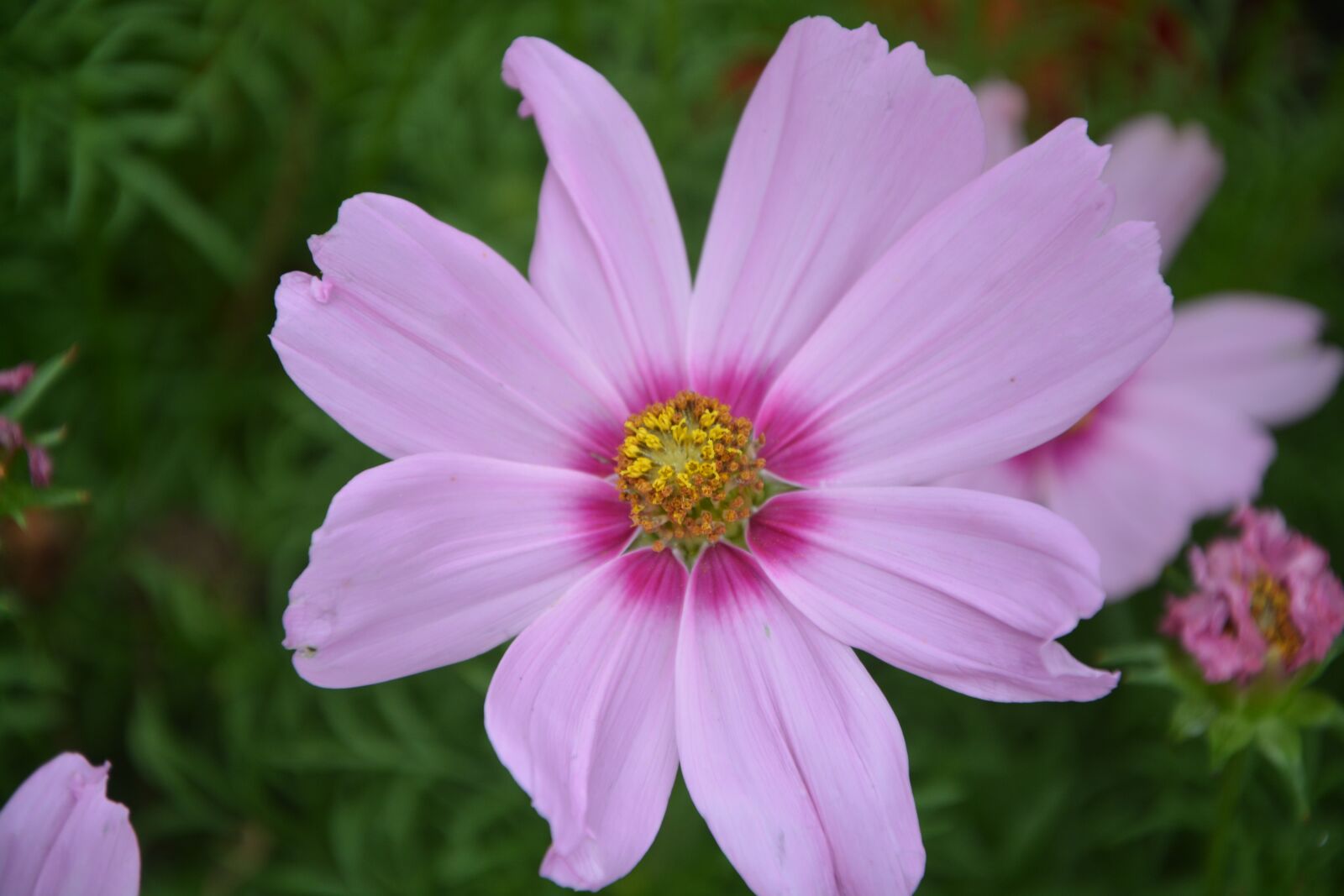 Nikon D5200 sample photo. Flower pink petals, nature photography