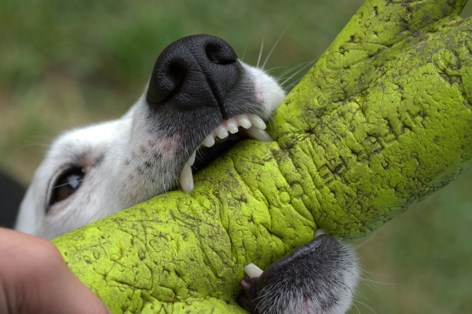 Nikon D5200 sample photo. Jack russell, dog, terrier photography