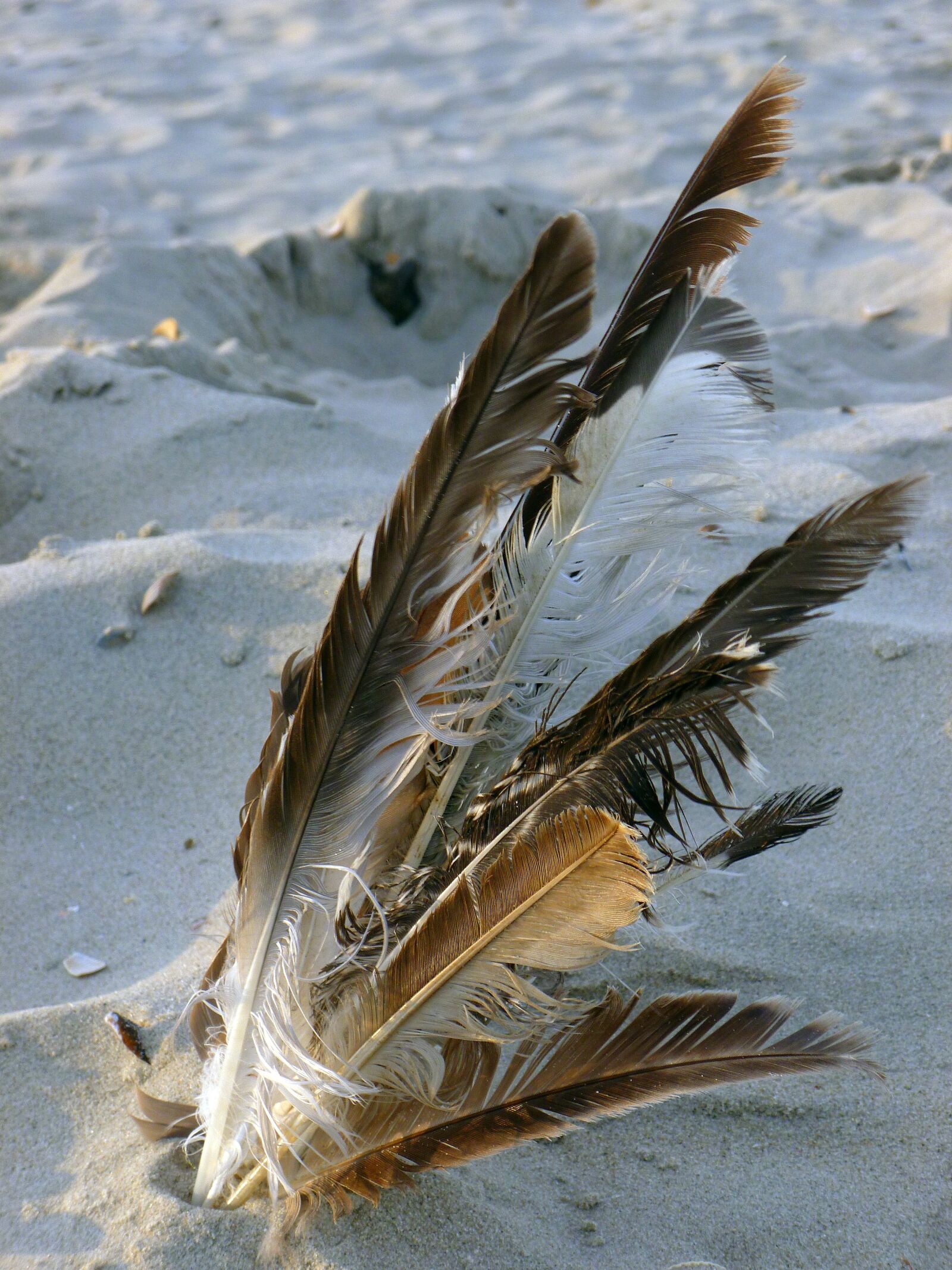 Panasonic DMC-FS37 sample photo. Bird feather, sand beach photography