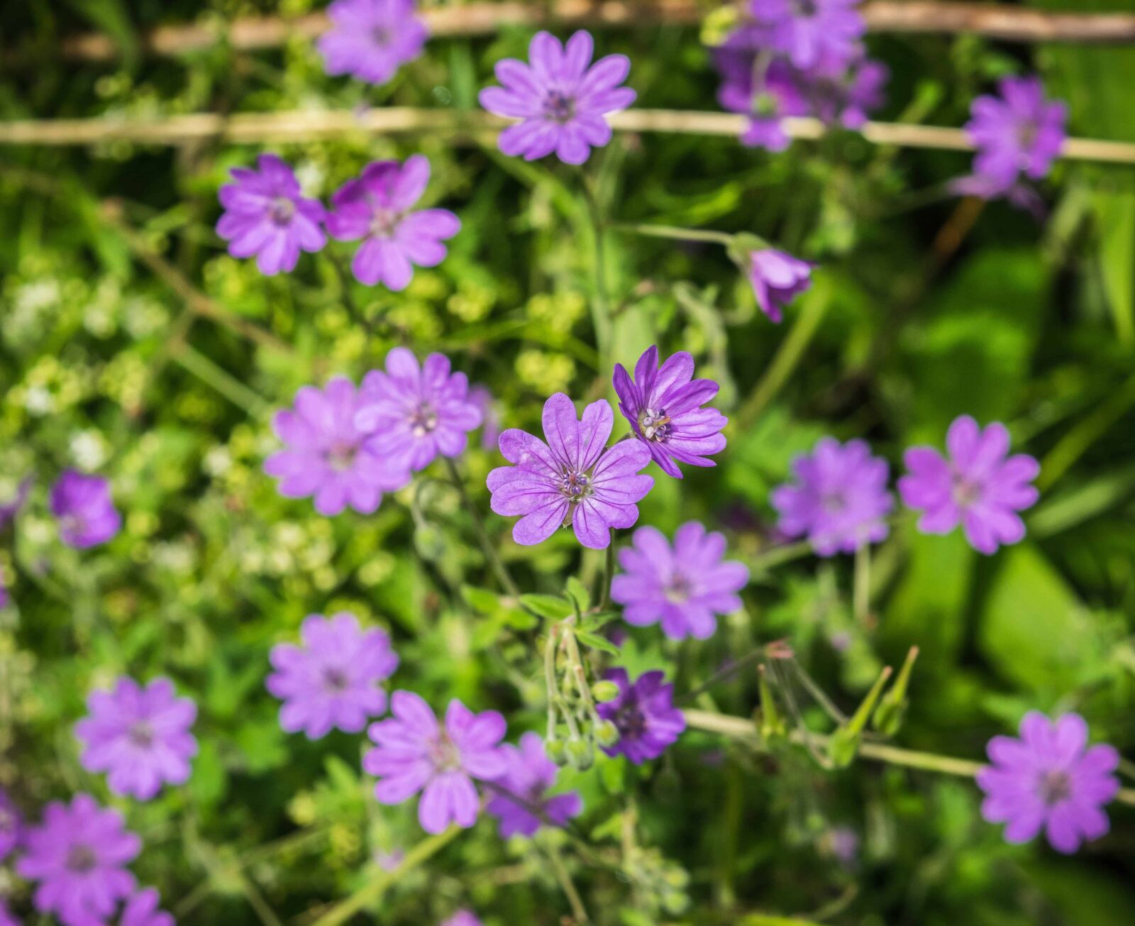 Nikon D3300 sample photo. Nature, field, grass, summer photography