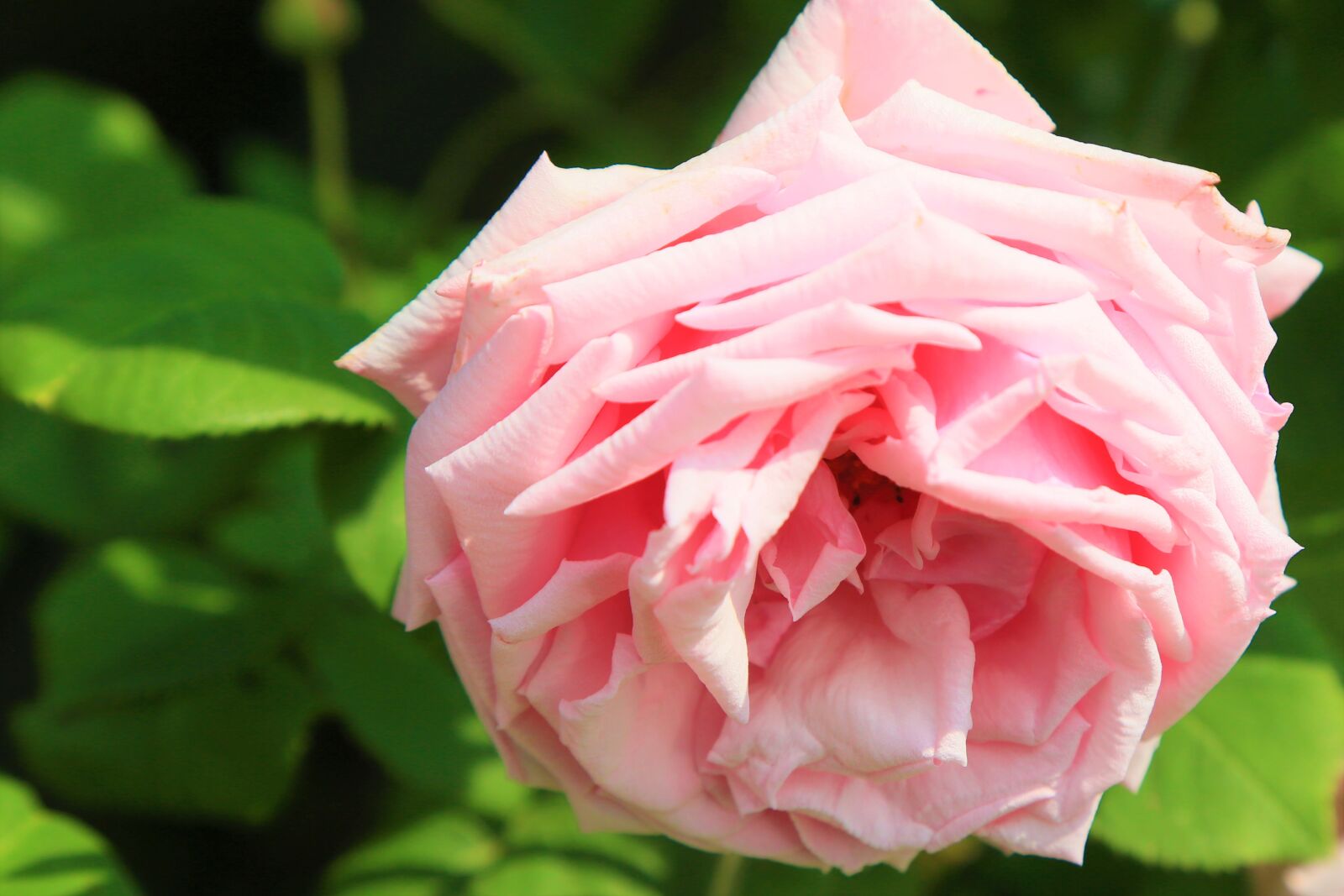 Canon EOS 5D Mark III sample photo. Rose, pink, spring photography