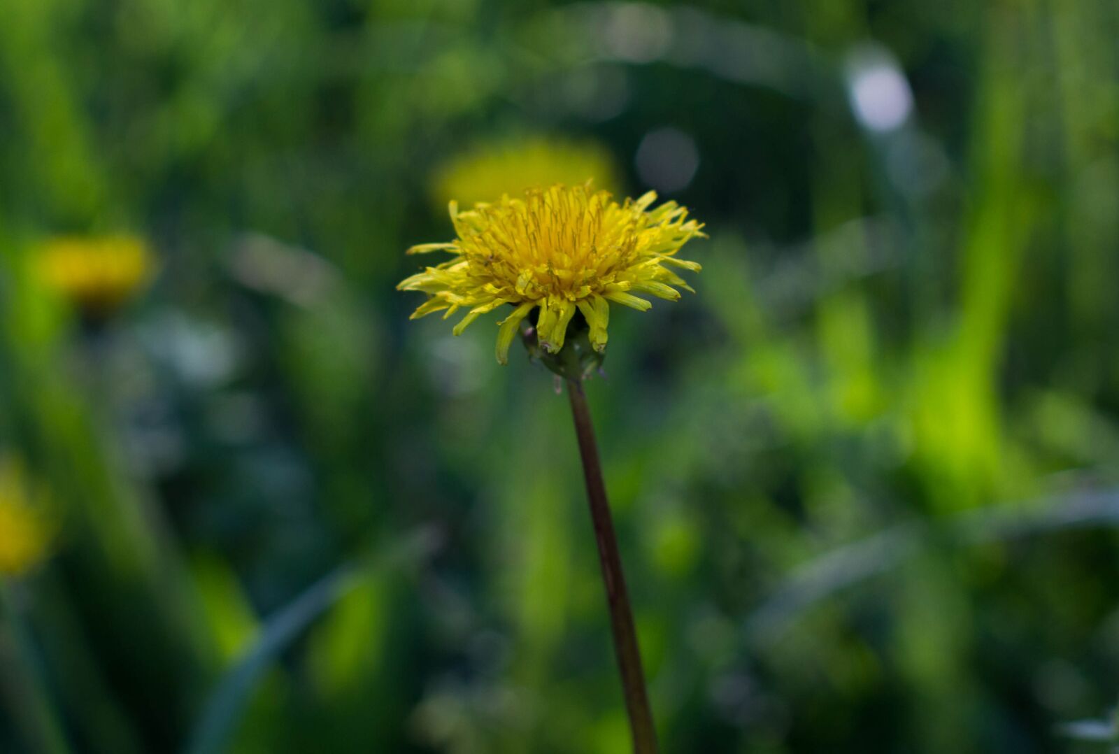 Canon EOS 60D + Canon EF 50mm F1.4 USM sample photo. Spring, bloom, nature photography