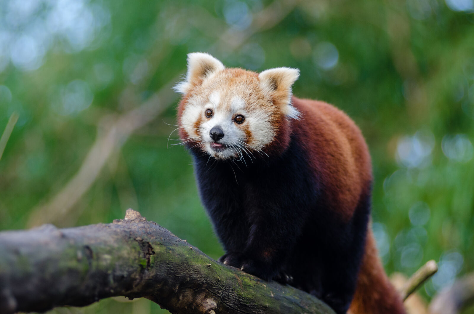 AF Zoom-Nikkor 80-200mm f/2.8 ED sample photo