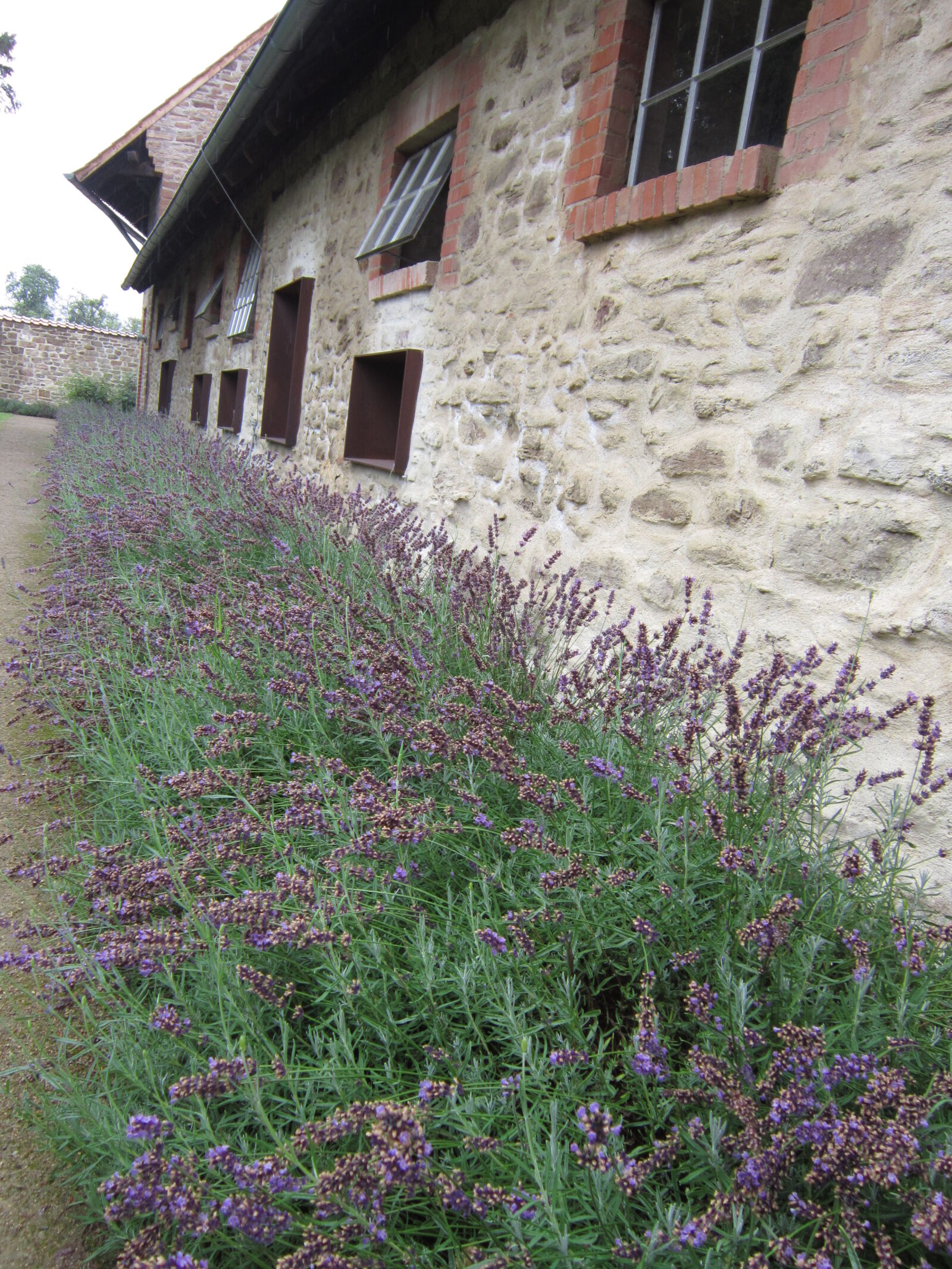 Canon PowerShot A3300 IS sample photo. Barn, flower, herb, lavender photography