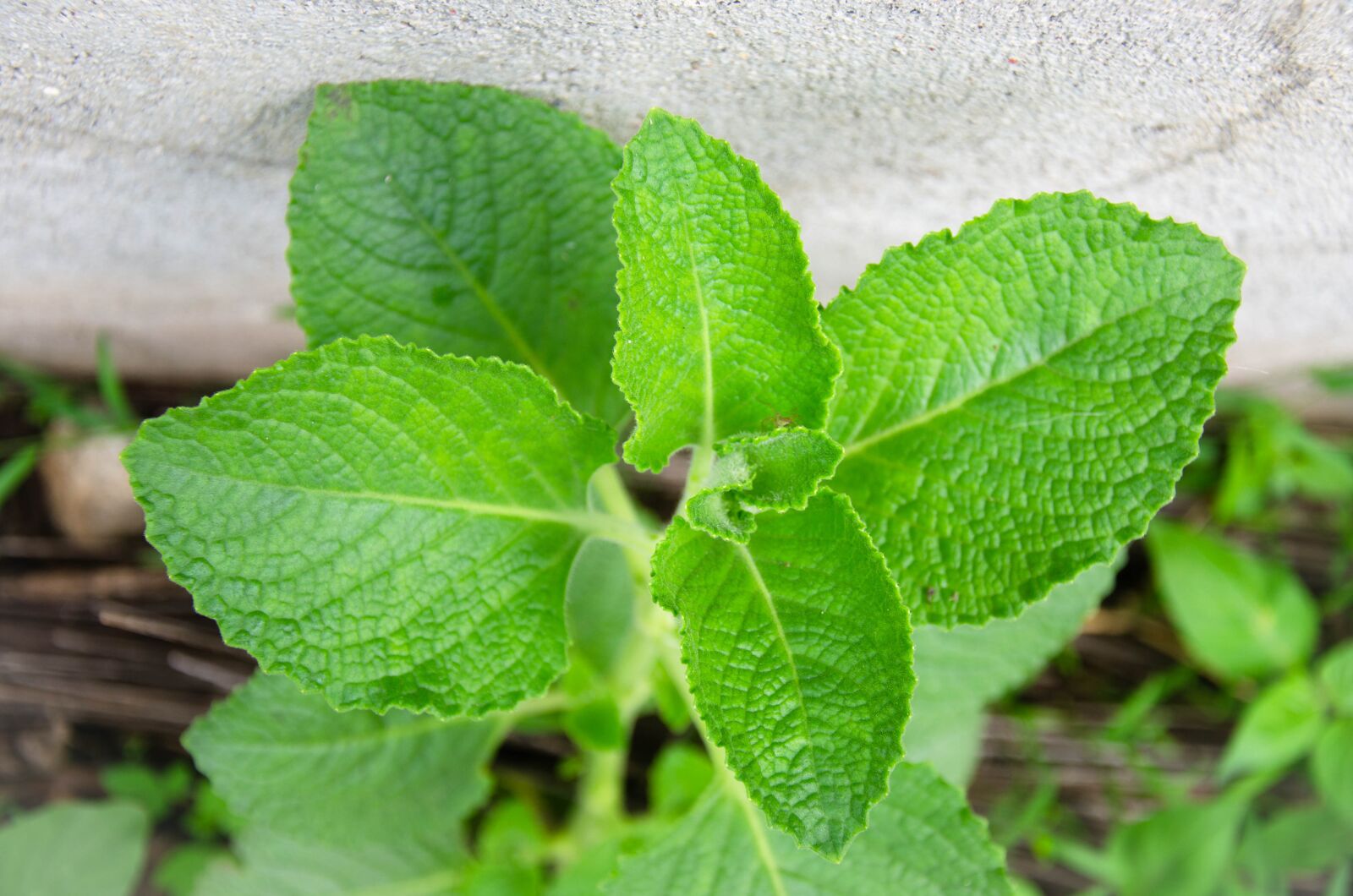 Nikon D7000 sample photo. Oregano, leaves, green photography