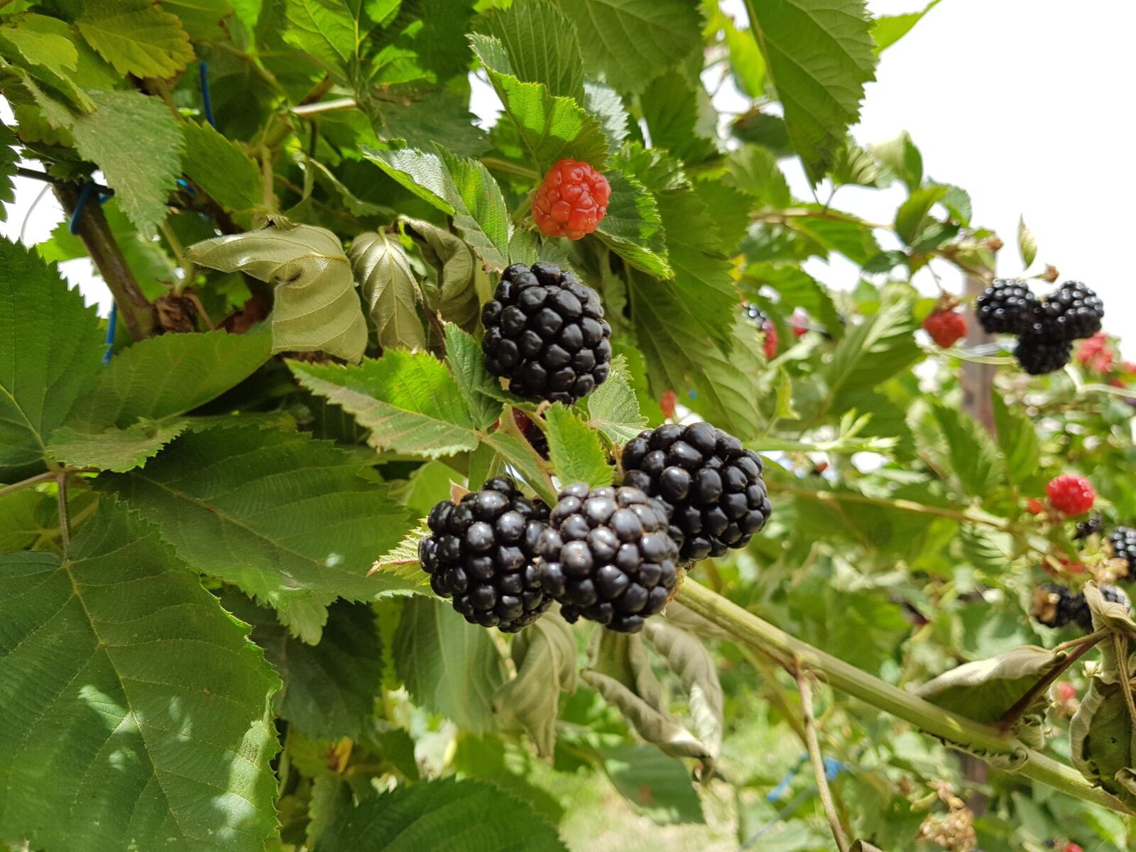 Samsung Galaxy S8+ sample photo. Blackberry, plant, nature photography