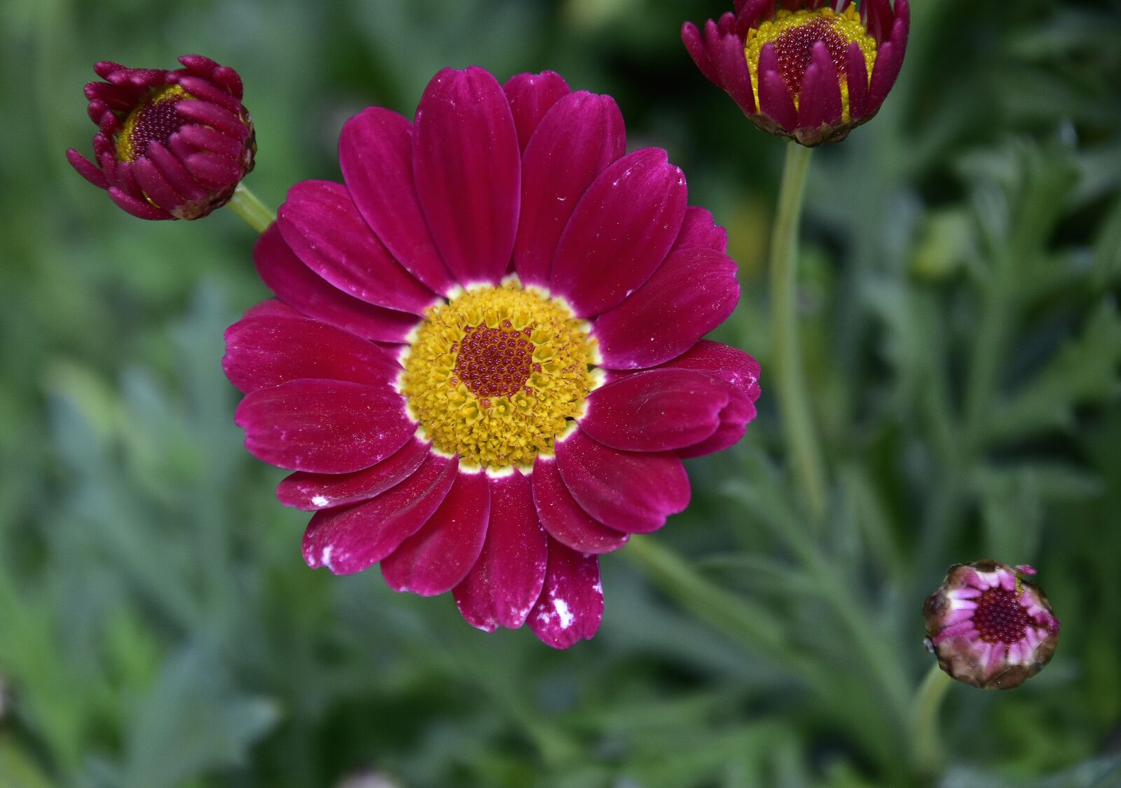 Nikon D7200 sample photo. Flower, nature, plant photography